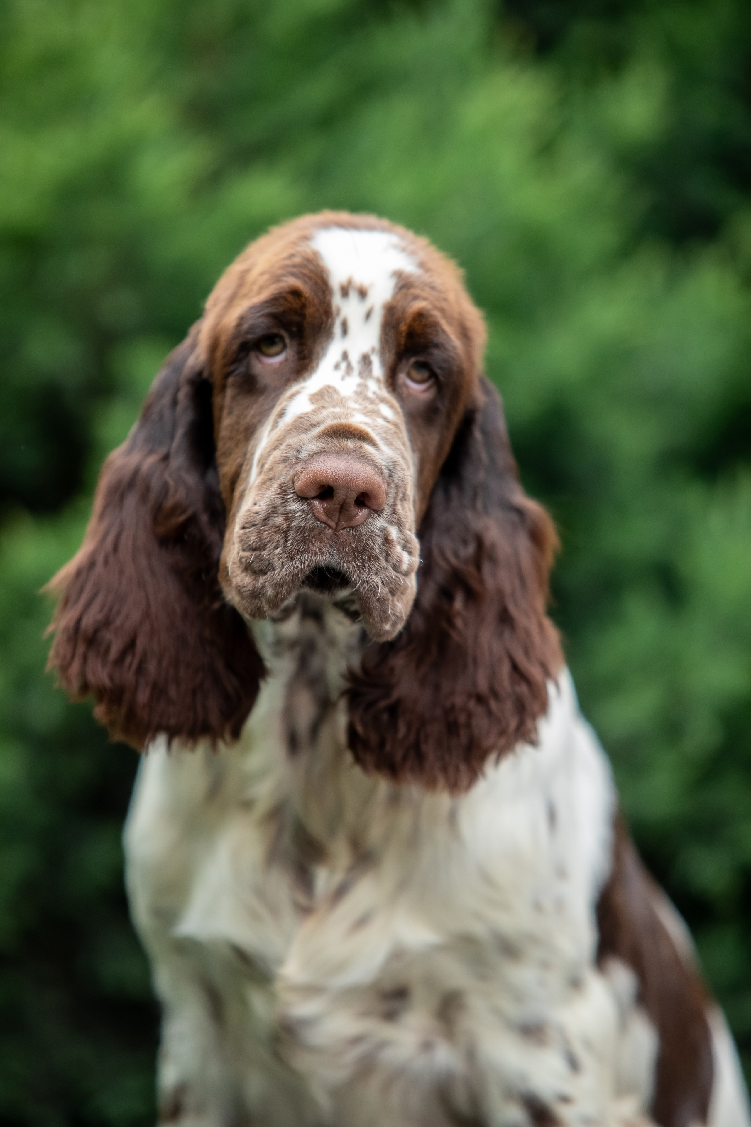 Male — Blue collar 💙. Website of the titled stud dog of the Springer Spaniel breed