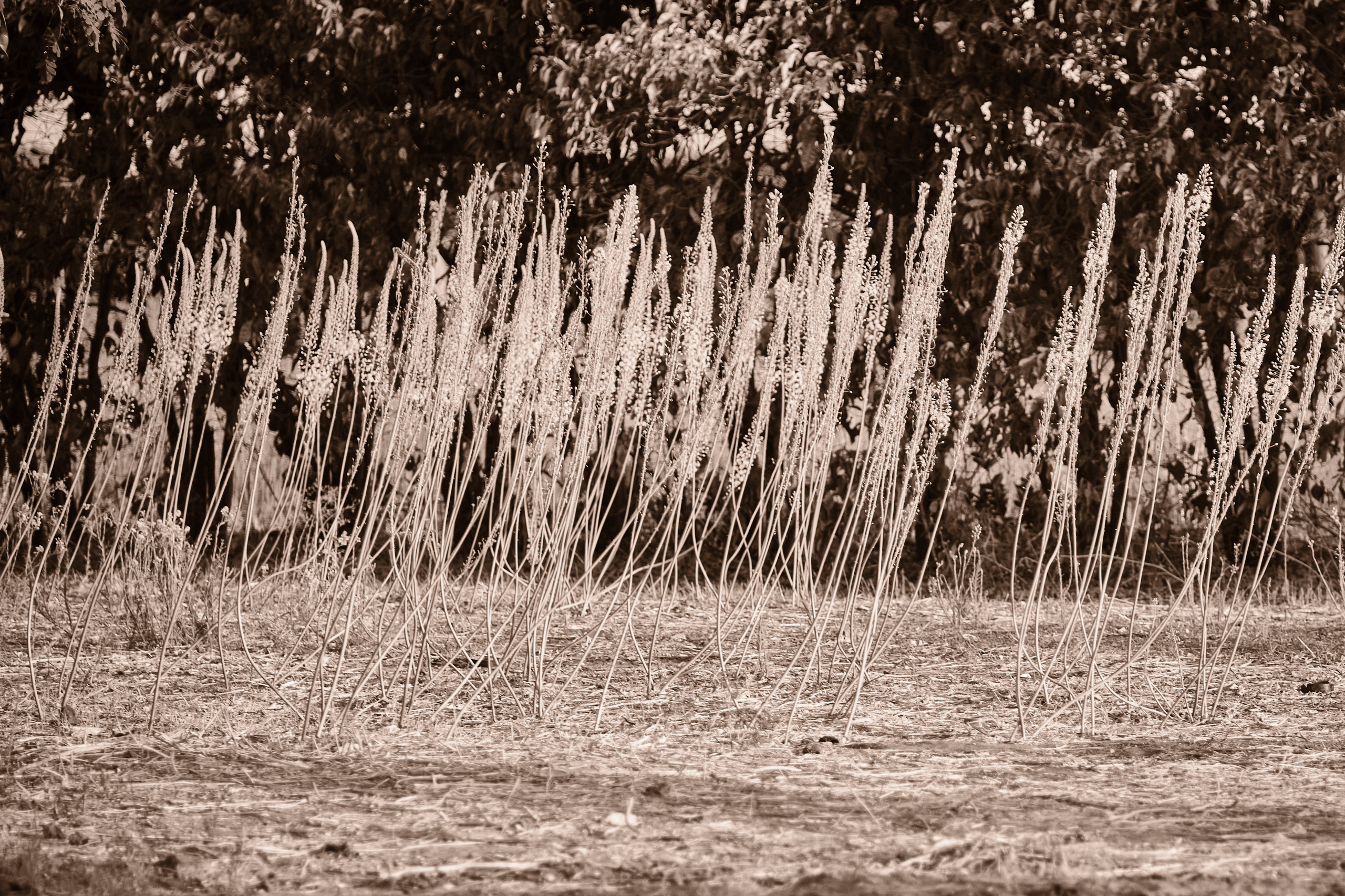 Photo session. Middle East Photo Agency — Свадьбы, Бар и Бат-мицва, Брит, Театр, Магниты, Портреты