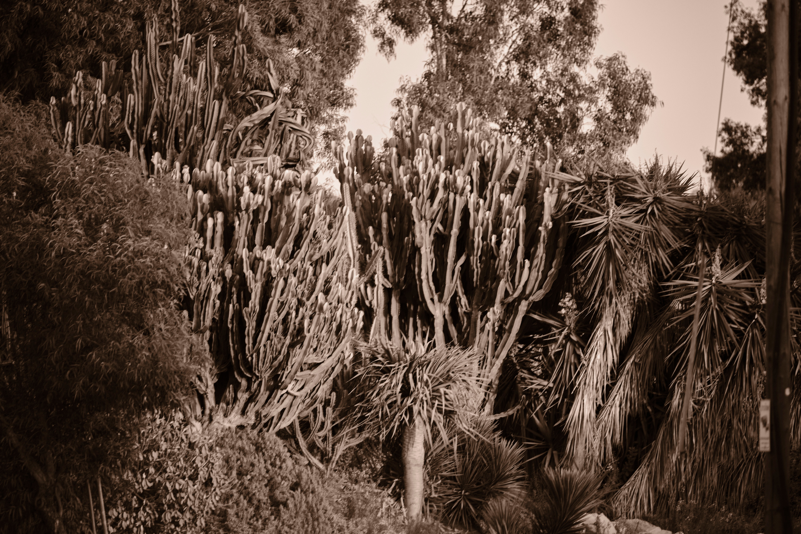 Photo session. Middle East Photo Agency — Свадьбы, Бар и Бат-мицва, Брит, Театр, Магниты, Портреты