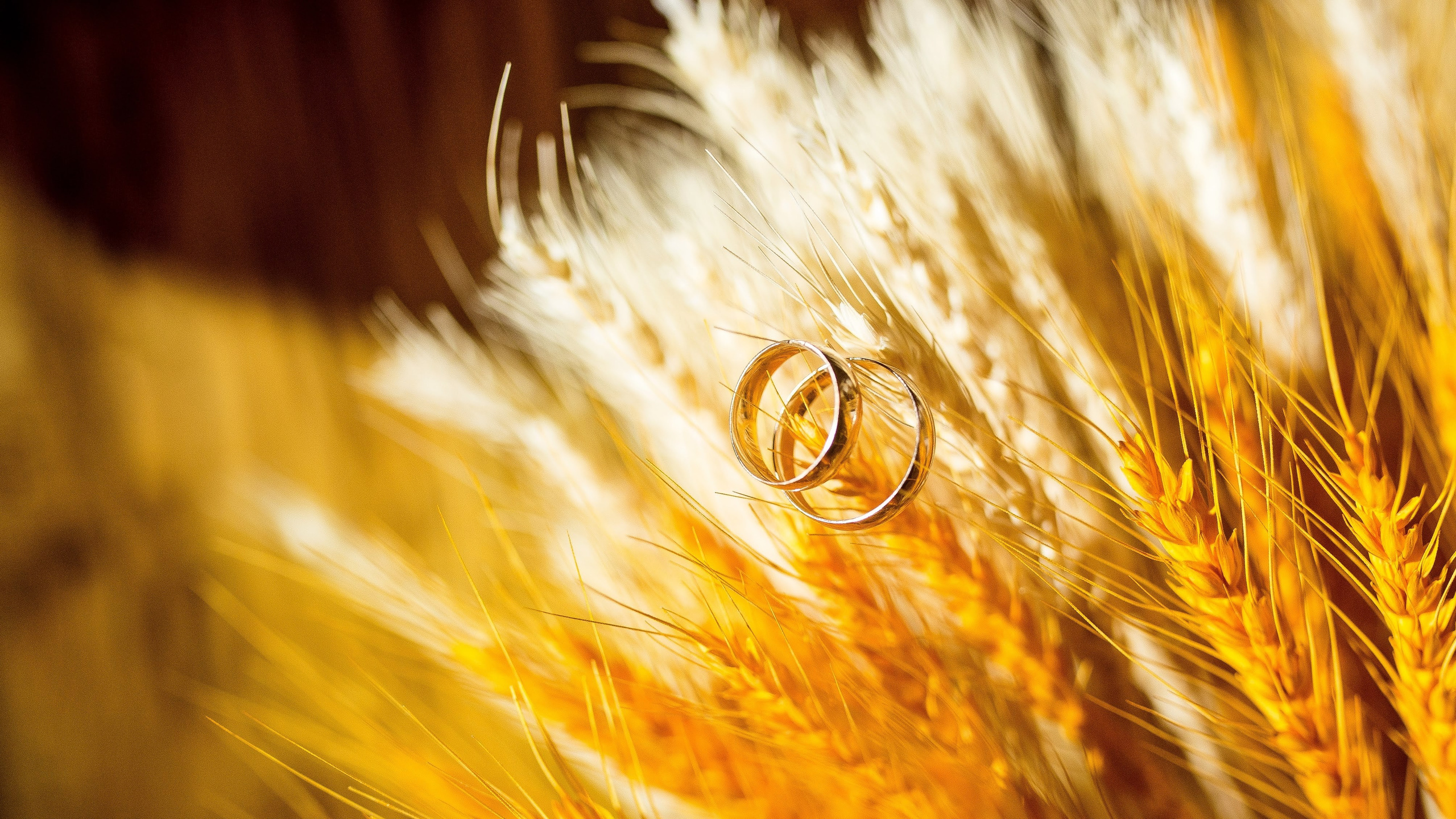 Istorii de nuntă. Fotograf de familie și evenimente