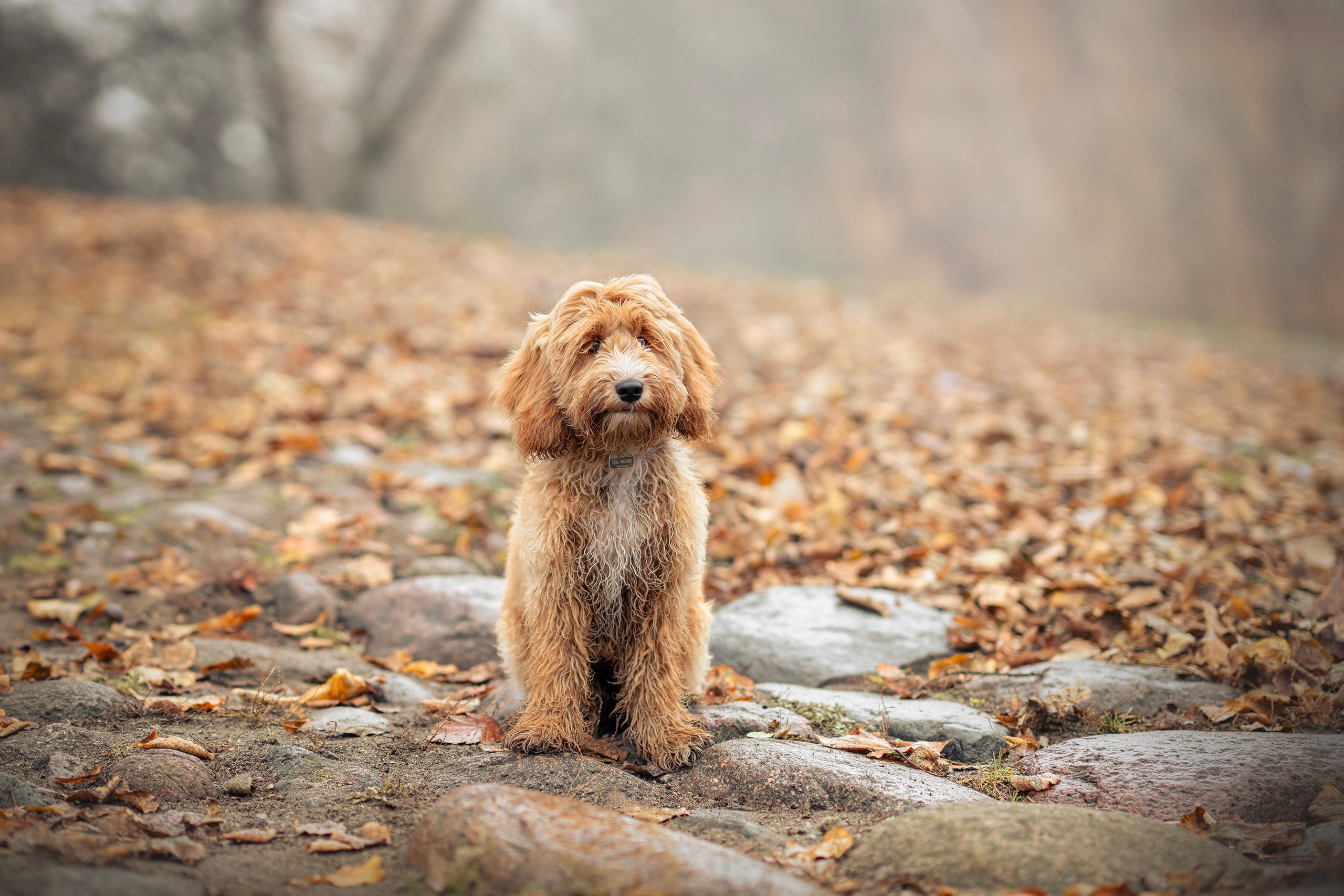 Justina, Kopa ir rudeninis Vilniaus centras. Vita Klimaševska ○ Fluffy Soulmate Photography