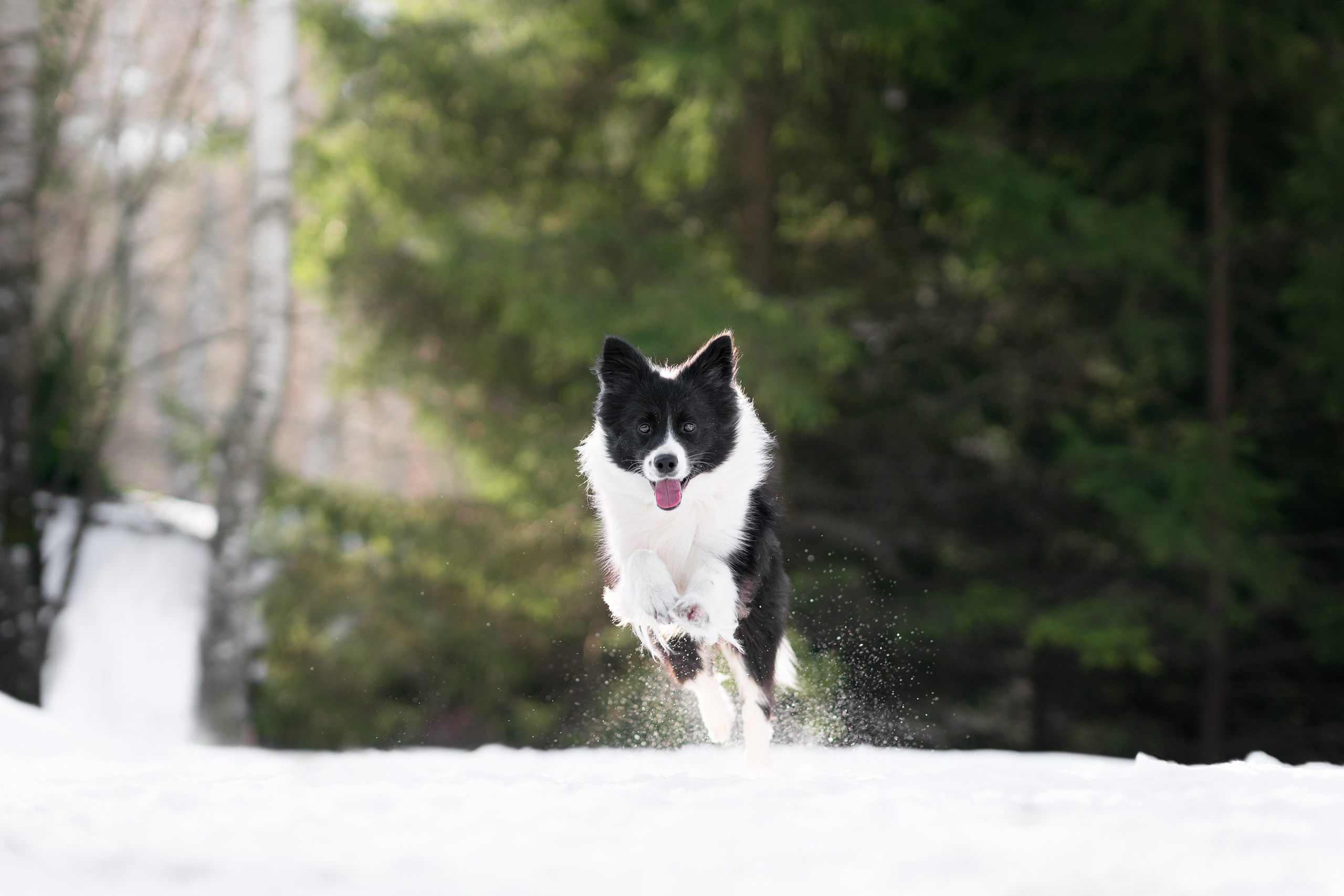 Gabija, Deka ir šaltas žiemos rytas. Vita Klimaševska ○ Fluffy Soulmate Photography