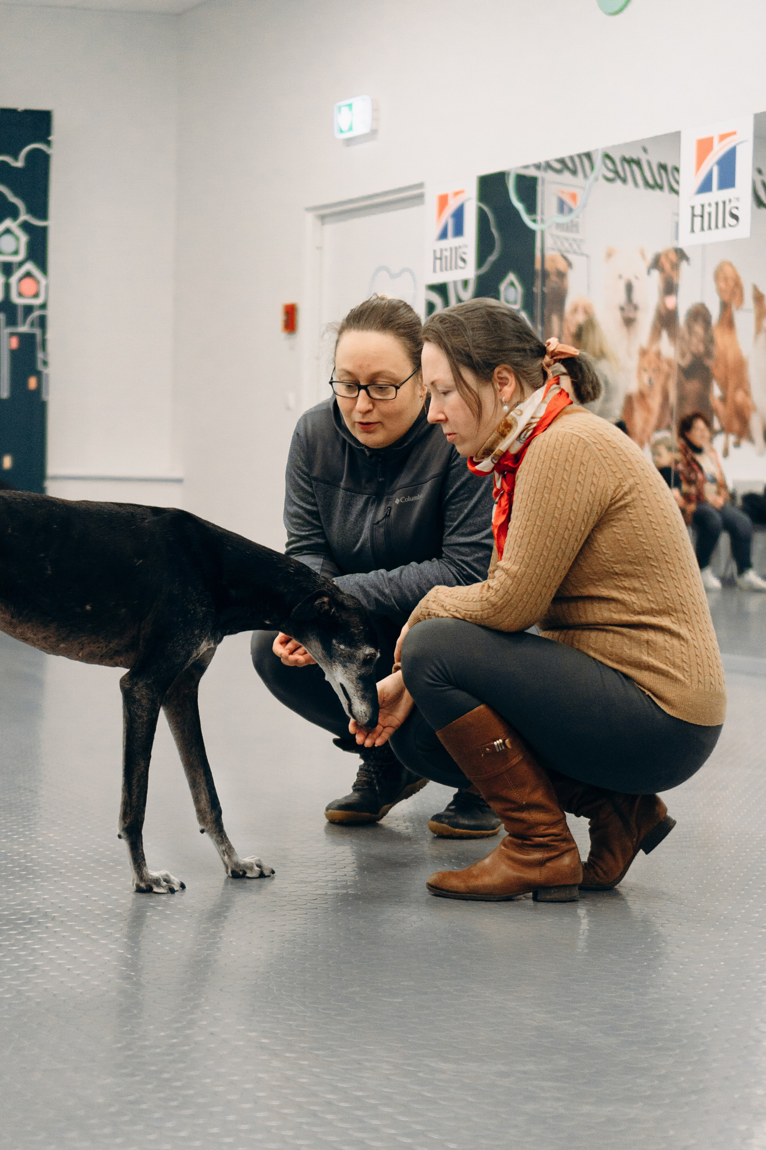 GalgoTreff / PetCity Rannamõisa, 13 apr. 2025. Kat Laisaar — Pet photographer in Tallinn