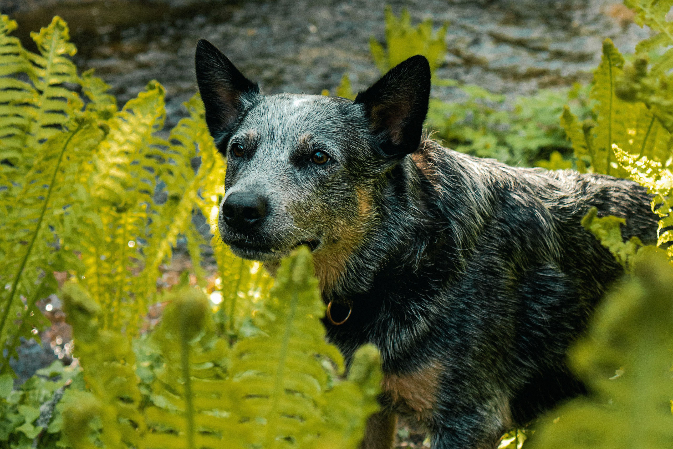 Oskar, Maria & Dmitrii. Kat Laisaar — Pet photographer in Tallinn