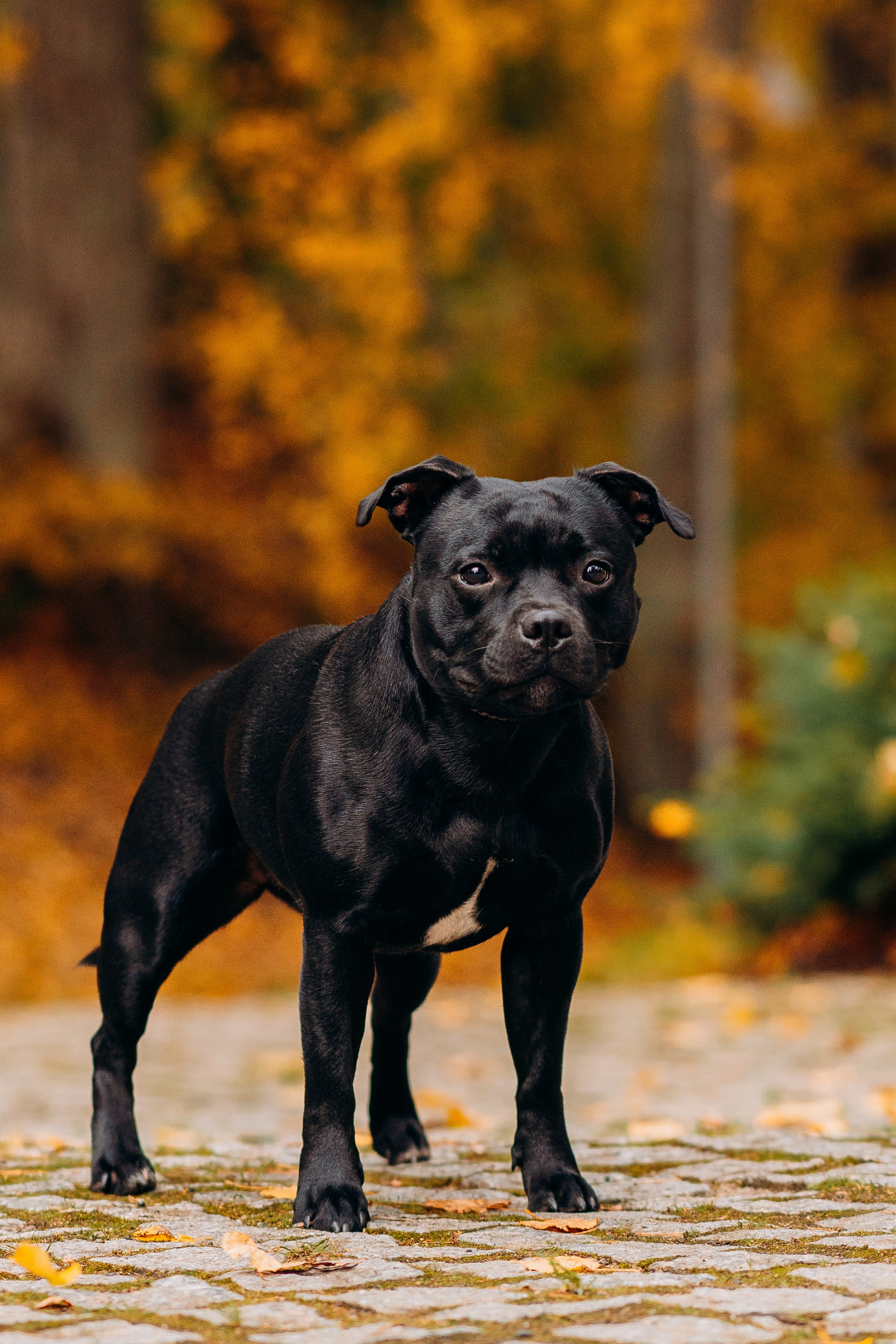 Staffordshire Bull Terriers Meetup. Kat Laisaar — Pet photographer in Tallinn