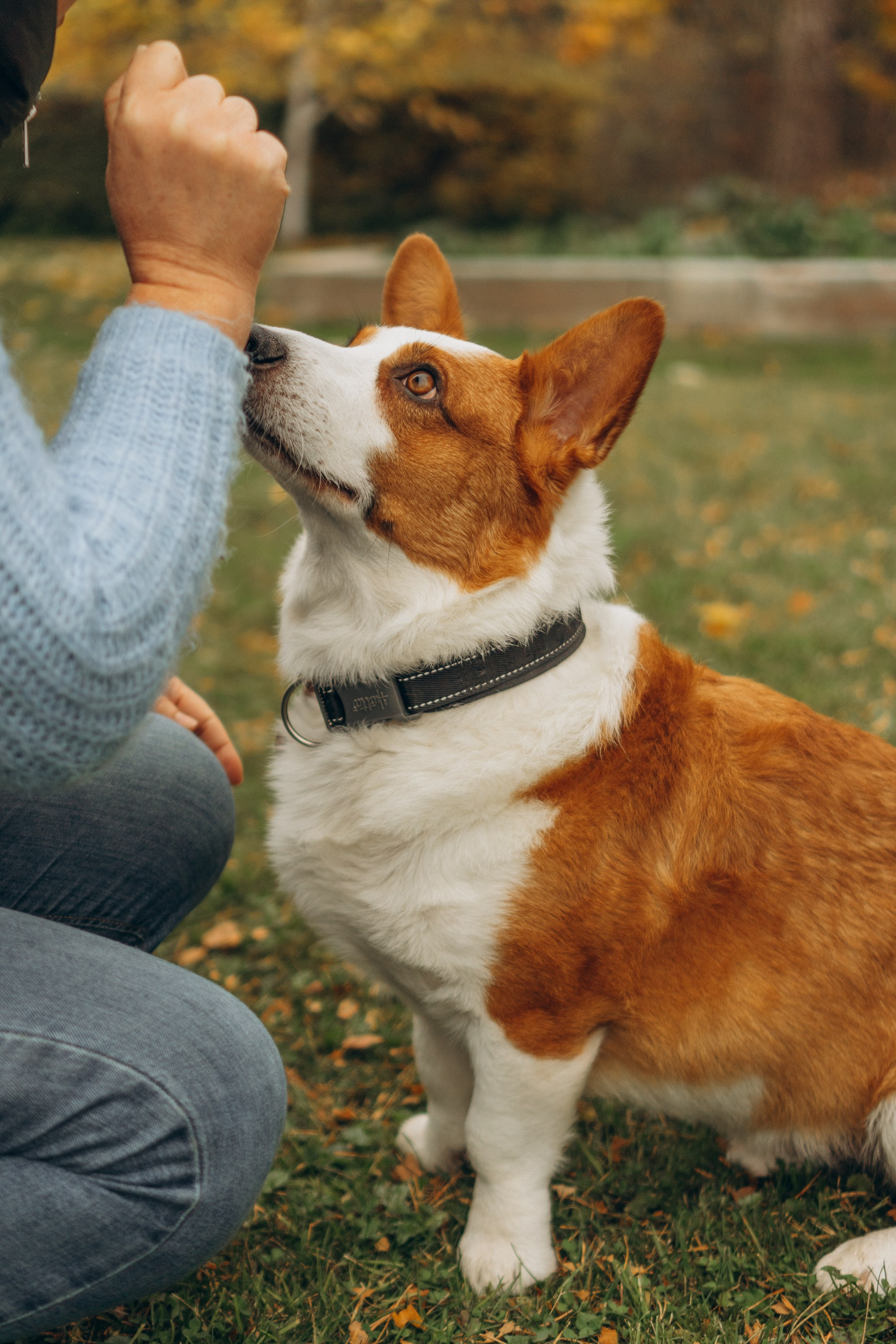 Jelena and her Sandy, Pug and Katja and her Safiir, Cardigan Welsh Corgi. Kat Laisaar — Pet photographer in Tallinn