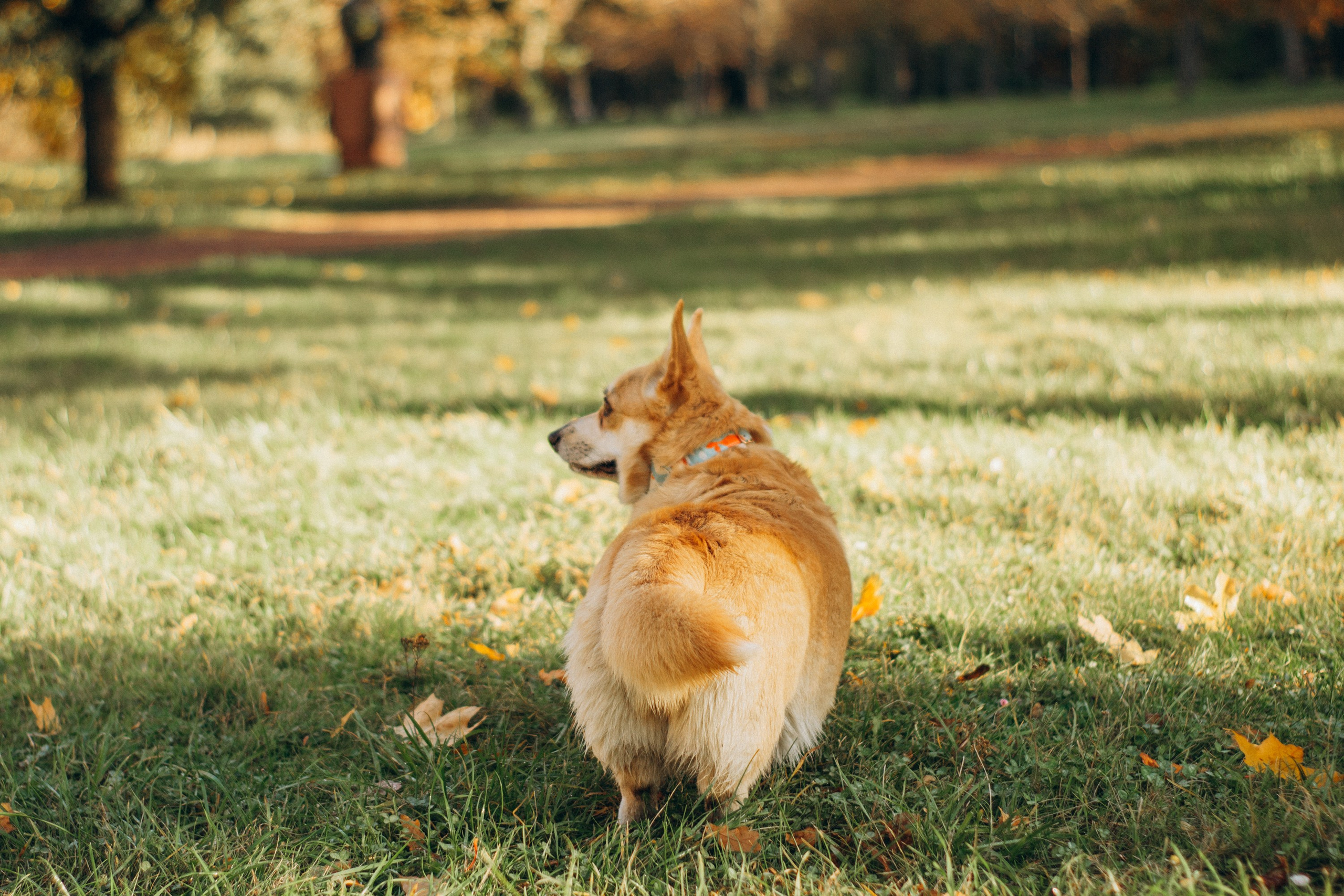 Irina and her Teffy, Pembroke Welsh Corgi. Kat Laisaar — Pet photographer in Tallinn
