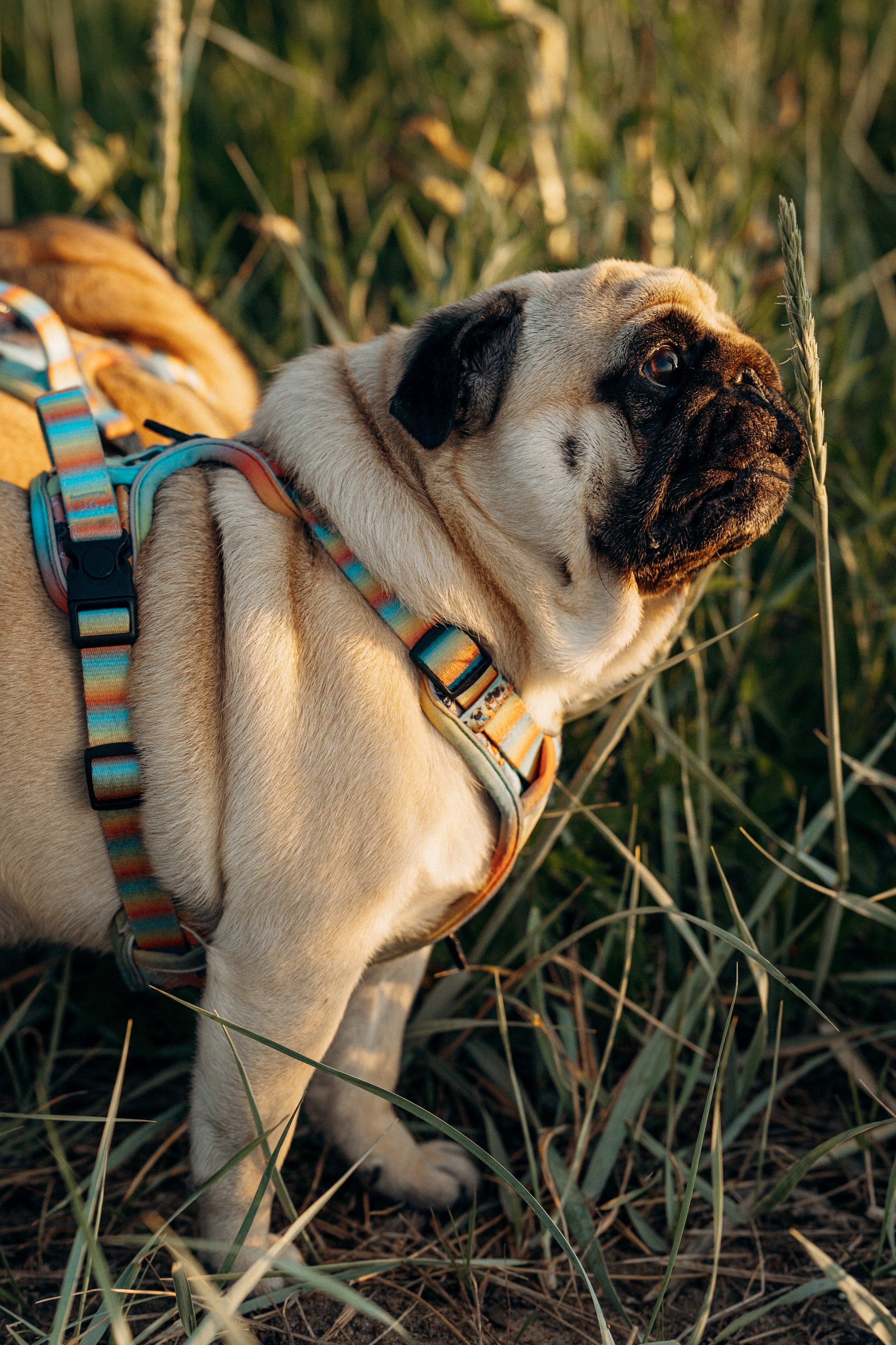 Frank, Tony, Katerina & Lev. Kat Laisaar — Pet photographer in Tallinn