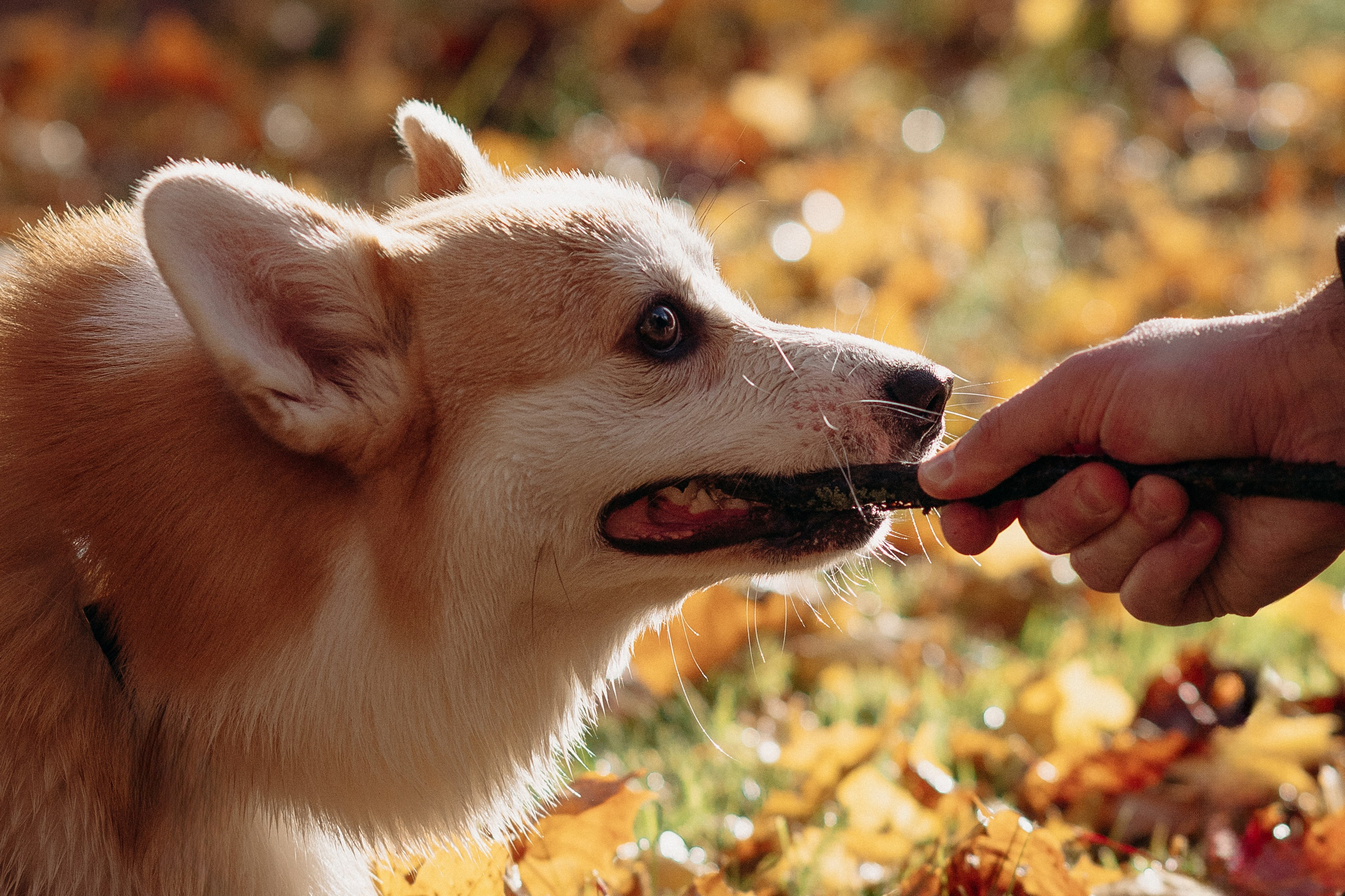 Liisa, Alexander & Marsel. Фотограф-анималист в Таллинне, Катя Лайсаар