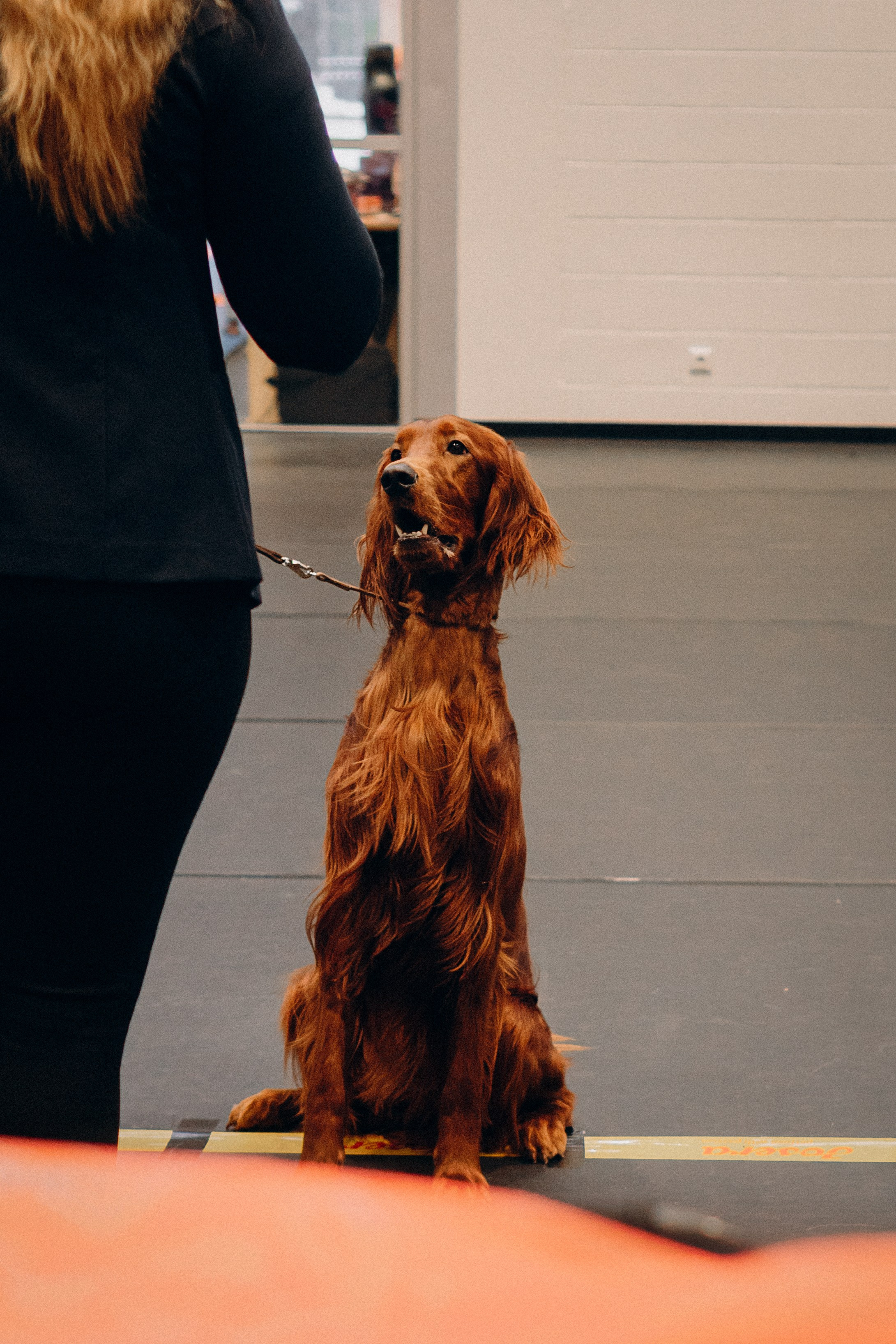 Pärnu dog weekend photo report. Kat Laisaar — Pet photographer in Tallinn