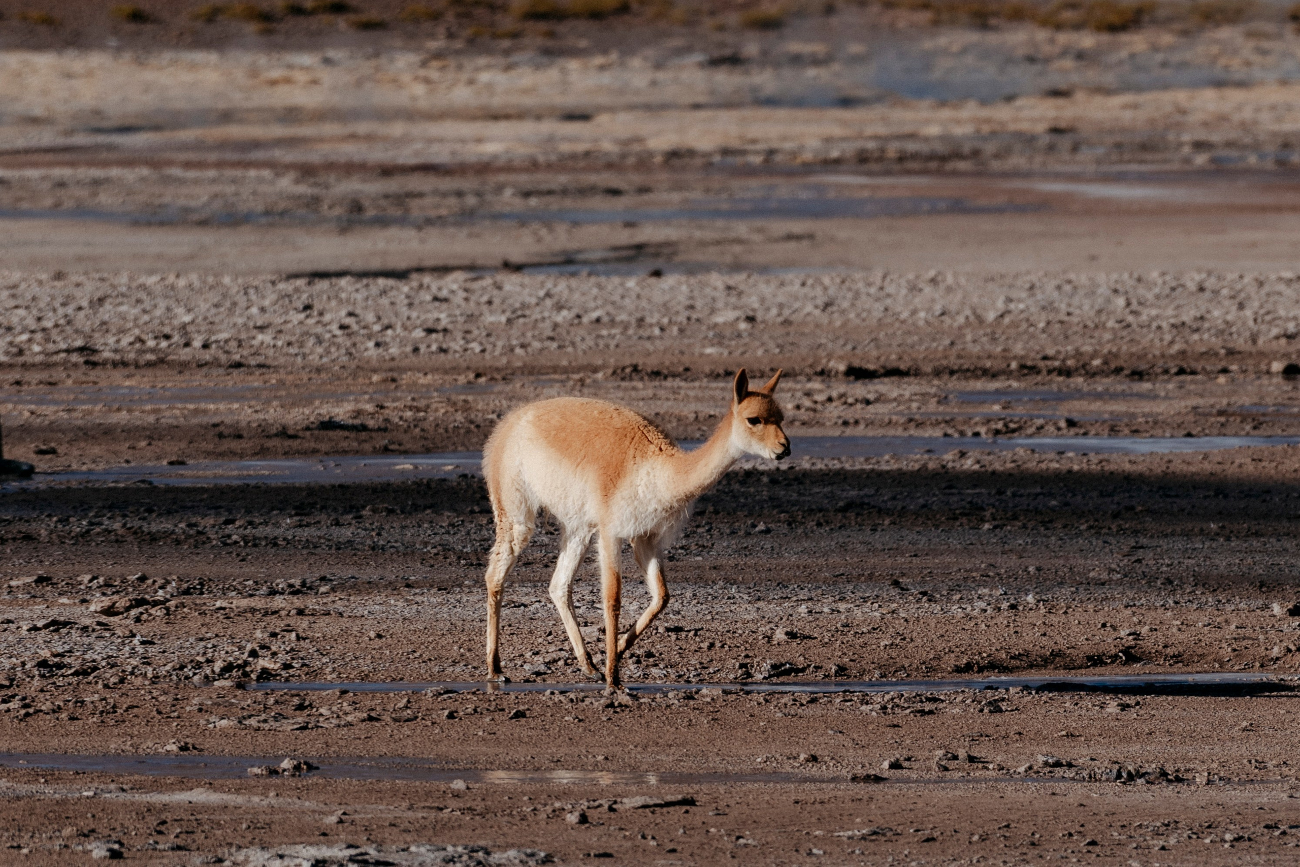 Geyser El Tatio (cobertura en tour privado). Principal