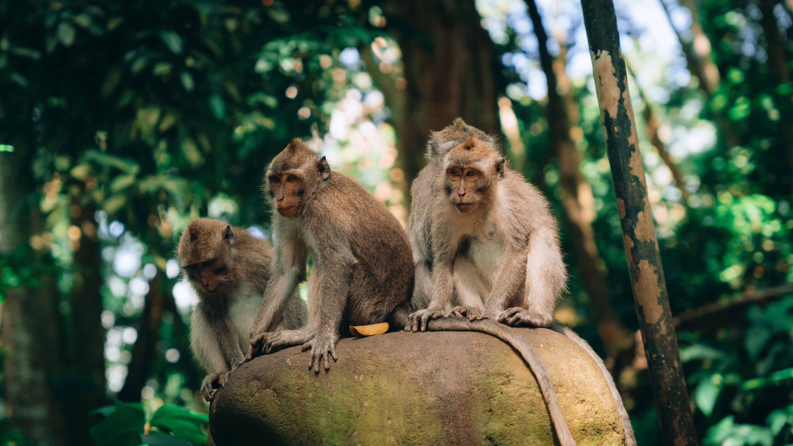 Roaming. Mike Avelli