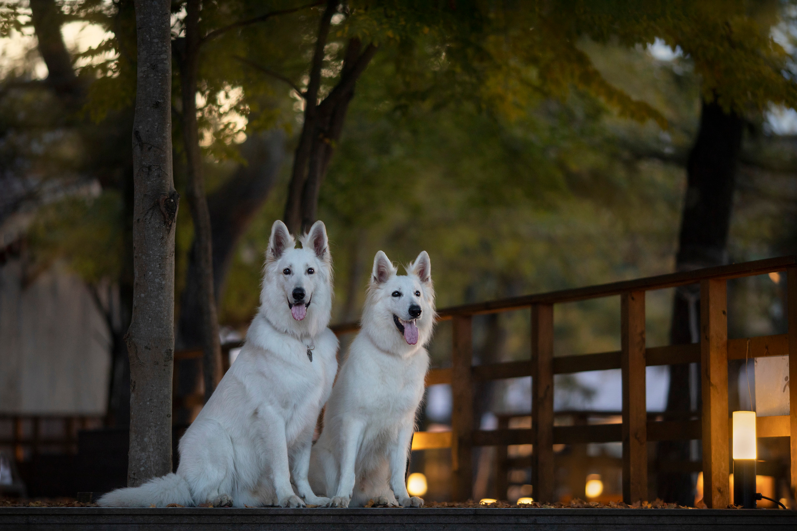出張カメラマン　七五三　753 家族写真　家族　子供　記念写真　山梨県　東京　静岡　長野. Kids and Family Photographer in Japan　子供と家族の撮影　日本