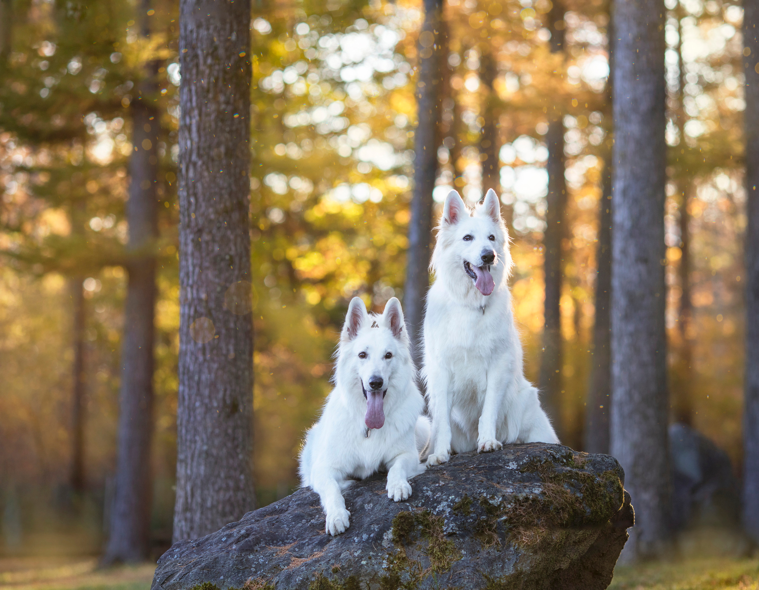 出張カメラマン　七五三　753 家族写真　家族　子供　記念写真　山梨県　東京　静岡　長野. Kids and Family Photographer in Japan　子供と家族の撮影　日本