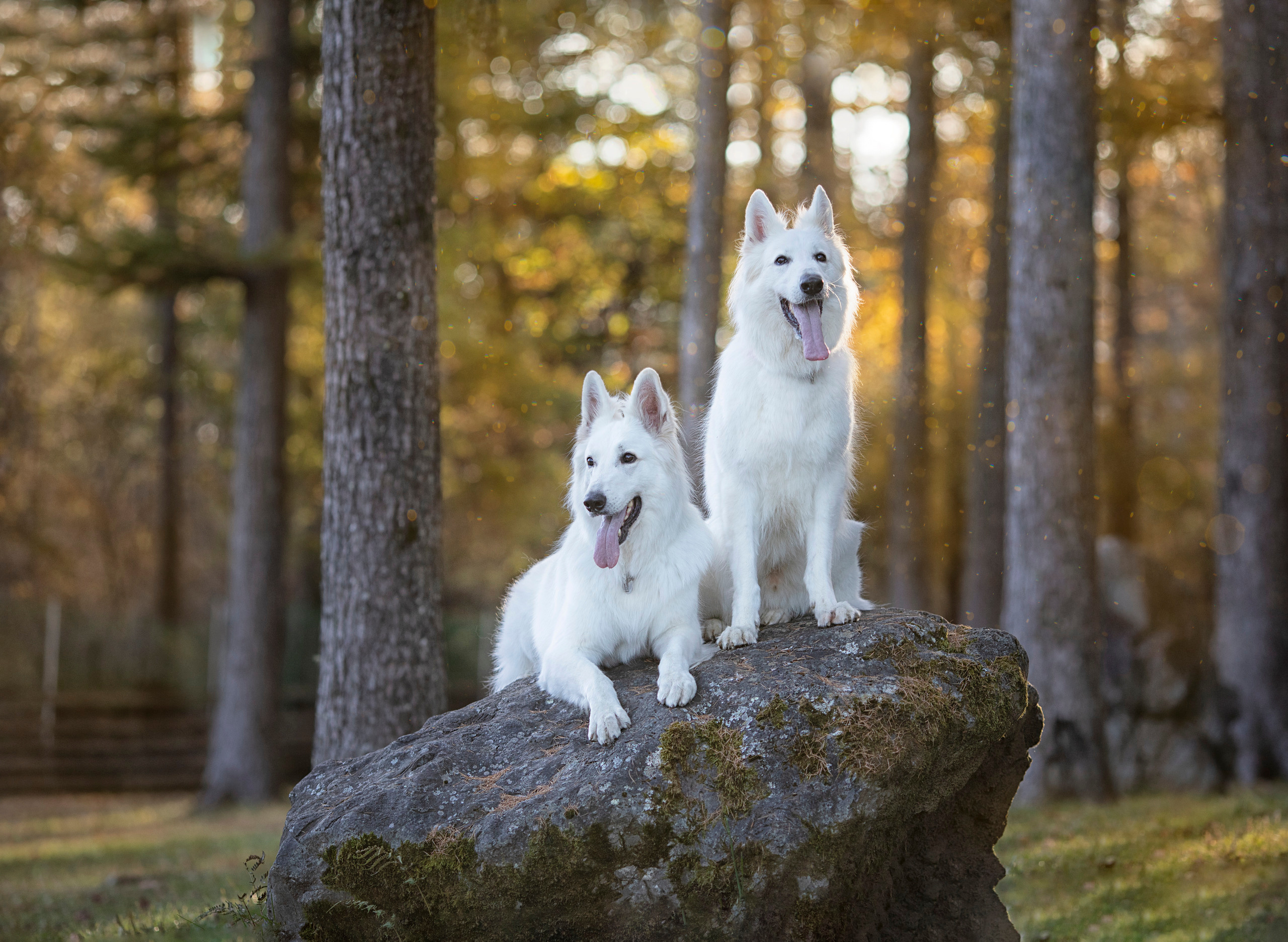 出張カメラマン　七五三　753 家族写真　家族　子供　記念写真　山梨県　東京　静岡　長野. Kids and Family Photographer in Japan　子供と家族の撮影　日本