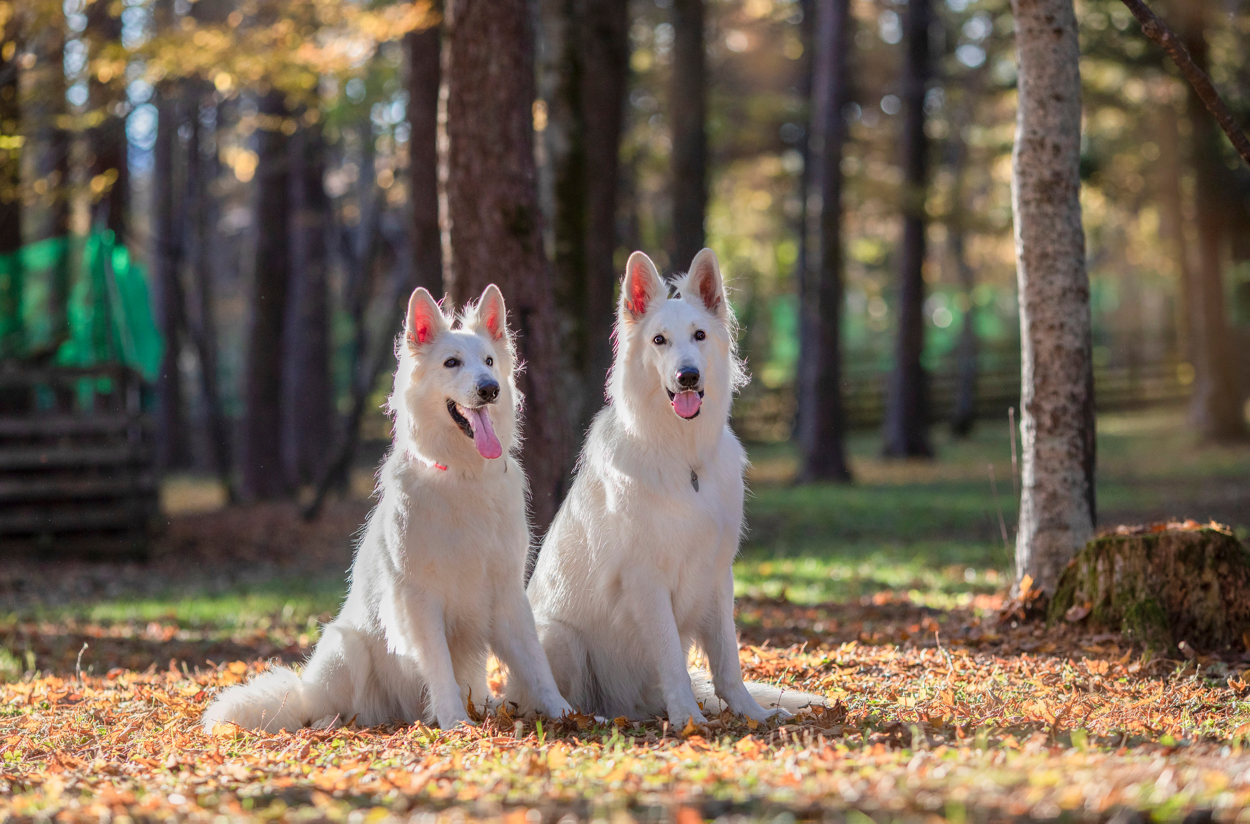 出張カメラマン　七五三　753 家族写真　家族　子供　記念写真　山梨県　東京　静岡　長野. Kids and Family Photographer in Japan　子供と家族の撮影　日本