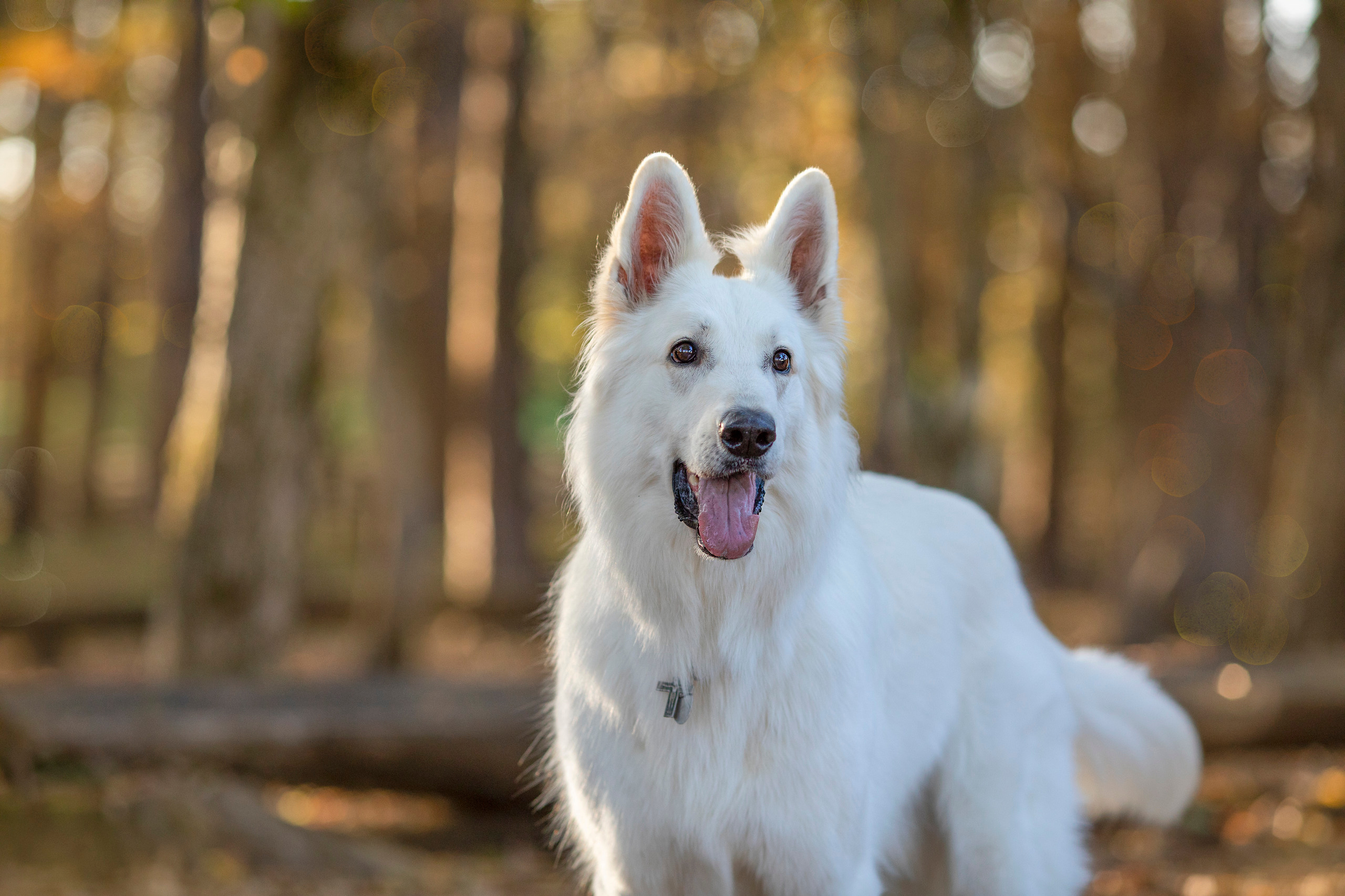 出張カメラマン　七五三　753 家族写真　家族　子供　記念写真　山梨県　東京　静岡　長野. Kids and Family Photographer in Japan　子供と家族の撮影　日本