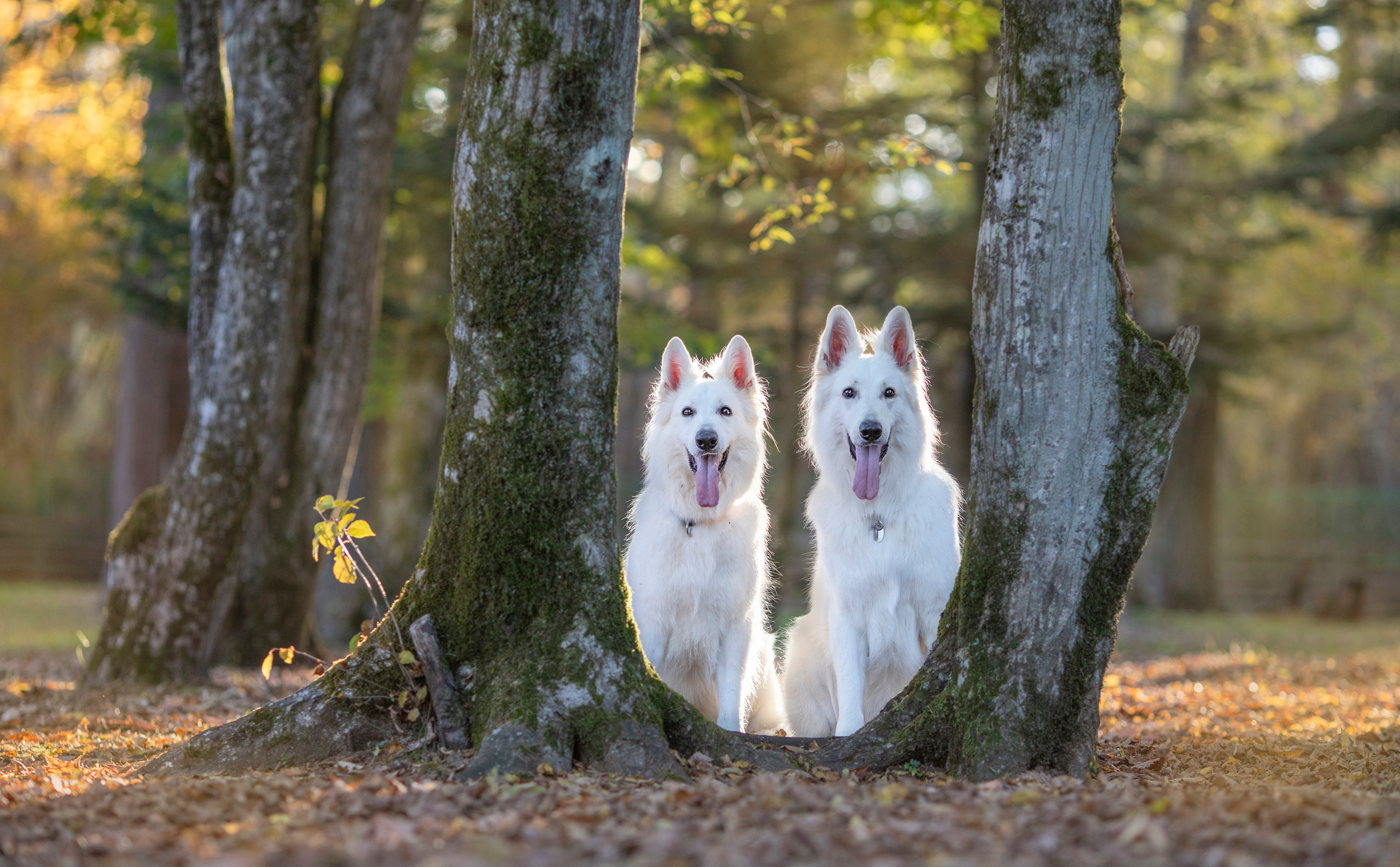 出張カメラマン　七五三　753 家族写真　家族　子供　記念写真　山梨県　東京　静岡　長野. Kids and Family Photographer in Japan　子供と家族の撮影　日本