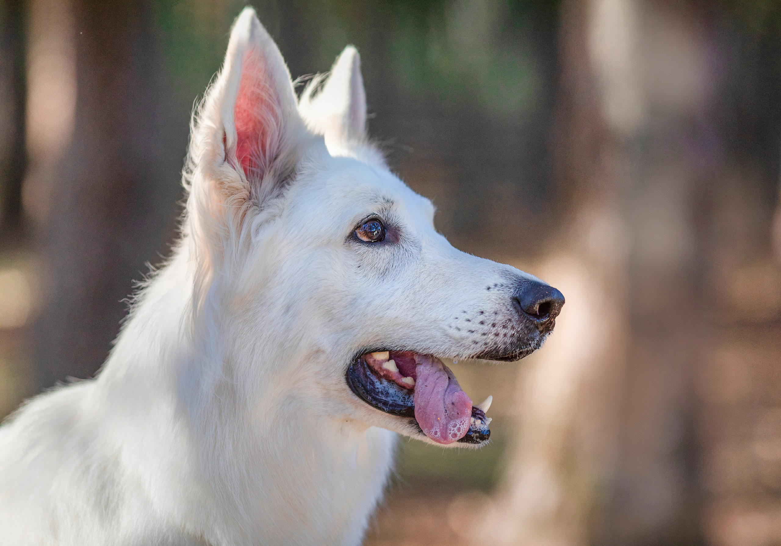 出張カメラマン　七五三　753 家族写真　家族　子供　記念写真　山梨県　東京　静岡　長野. Kids and Family Photographer in Japan　子供と家族の撮影　日本
