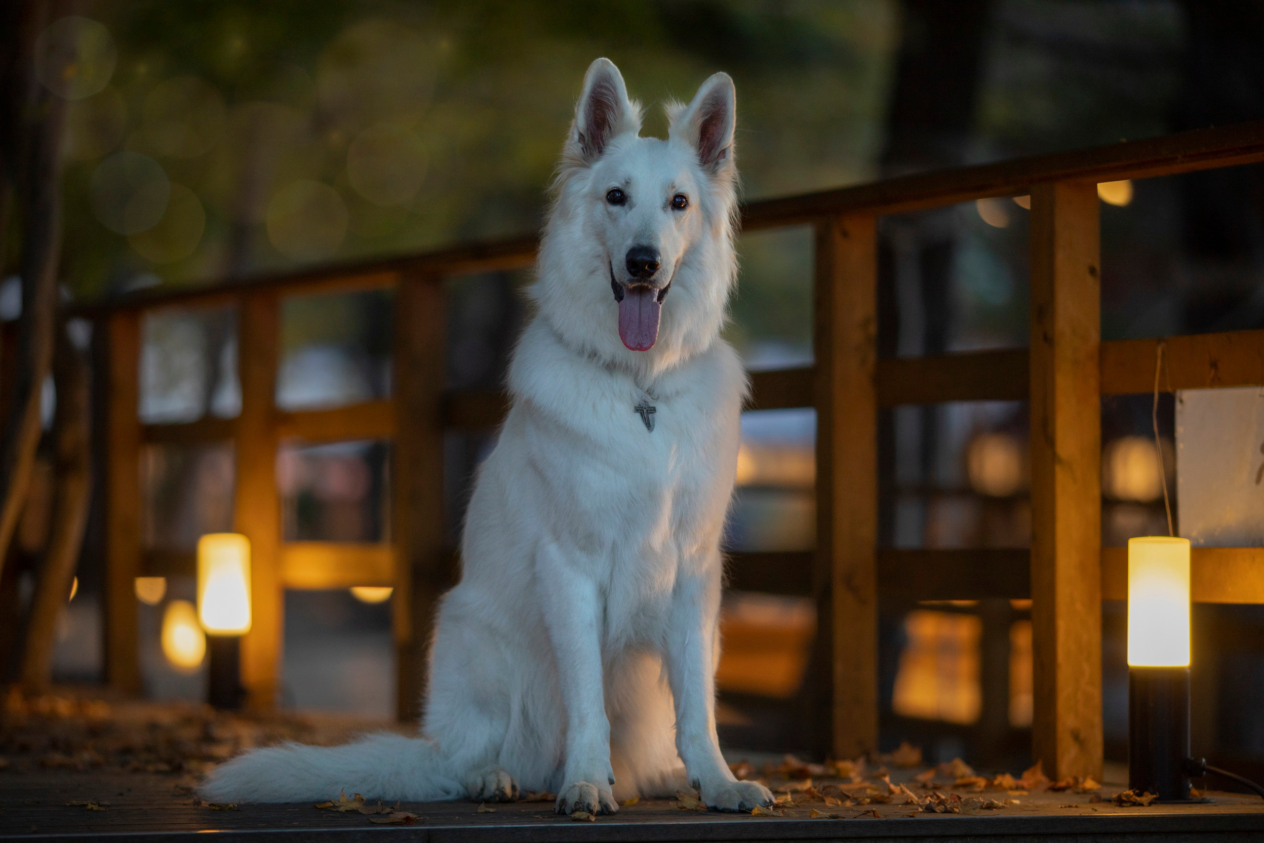 出張カメラマン　七五三　753 家族写真　家族　子供　記念写真　山梨県　東京　静岡　長野. Kids and Family Photographer in Japan　子供と家族の撮影　日本