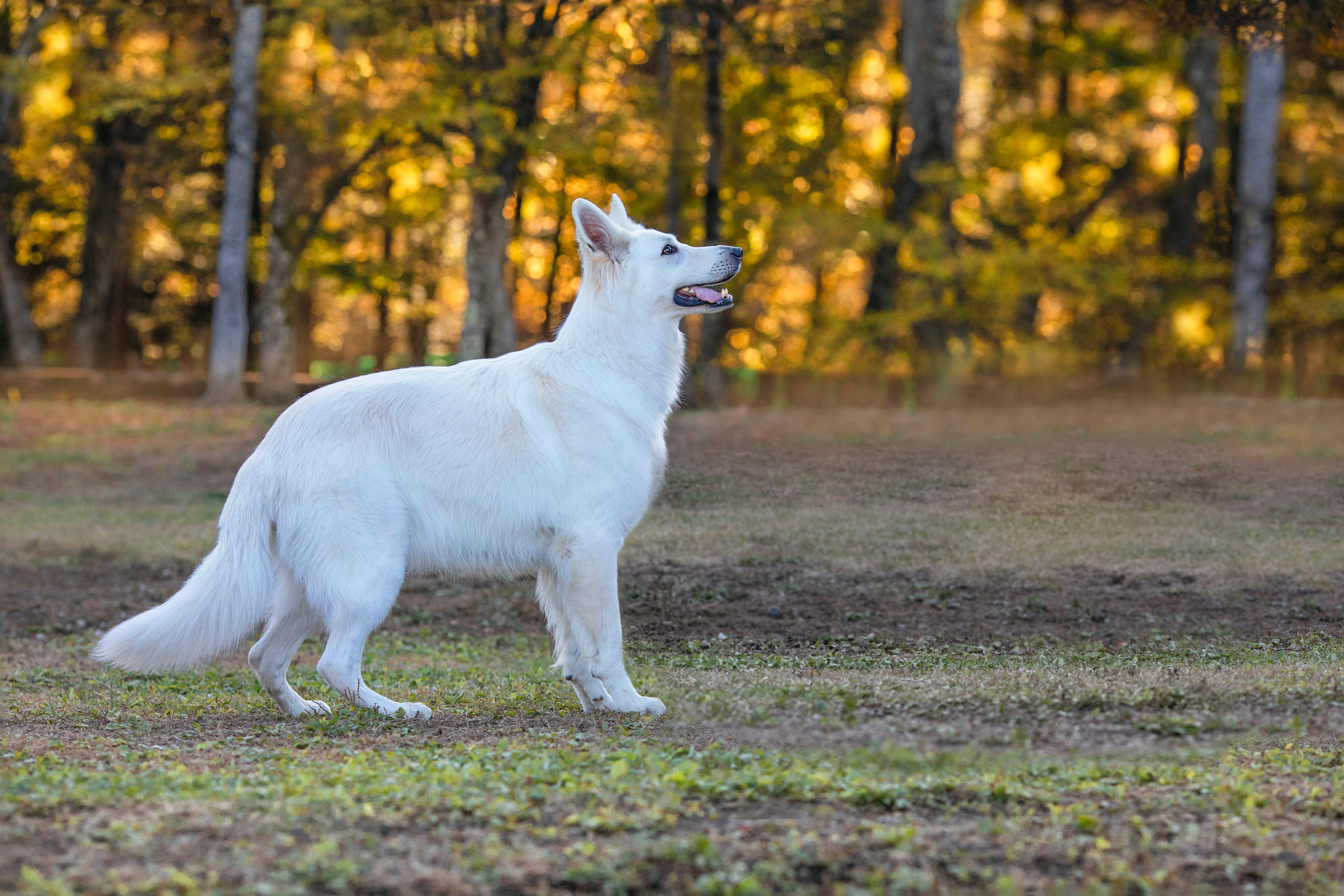 出張カメラマン　七五三　753 家族写真　家族　子供　記念写真　山梨県　東京　静岡　長野. Kids and Family Photographer in Japan　子供と家族の撮影　日本