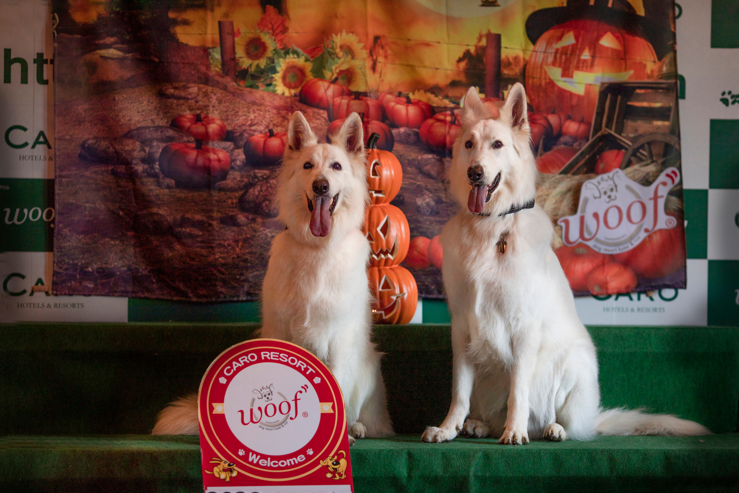 出張カメラマン　七五三　753 家族写真　家族　子供　記念写真　山梨県　東京　静岡　長野. Kids and Family Photographer in Japan　子供と家族の撮影　日本