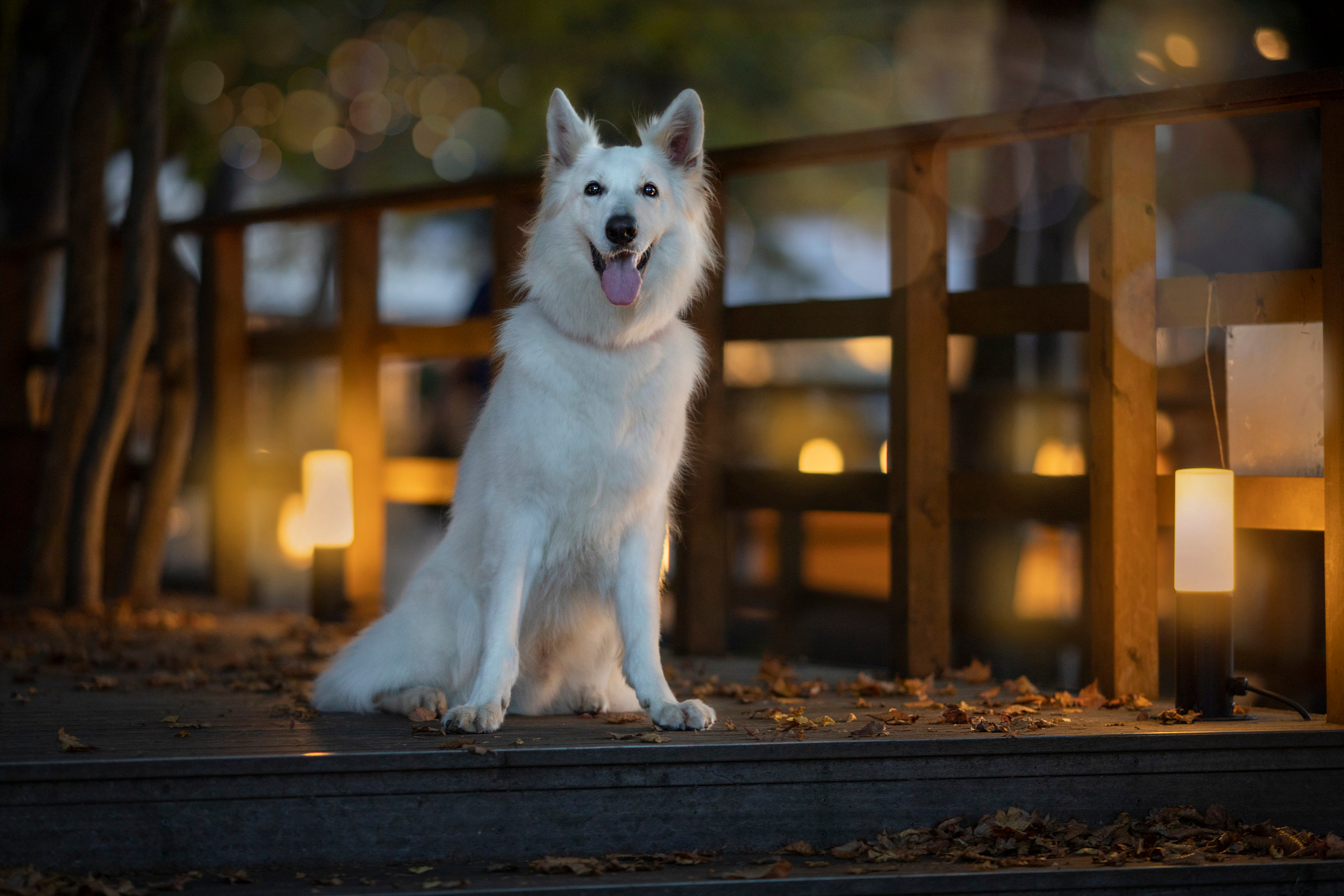 出張カメラマン　七五三　753 家族写真　家族　子供　記念写真　山梨県　東京　静岡　長野. Kids and Family Photographer in Japan　子供と家族の撮影　日本