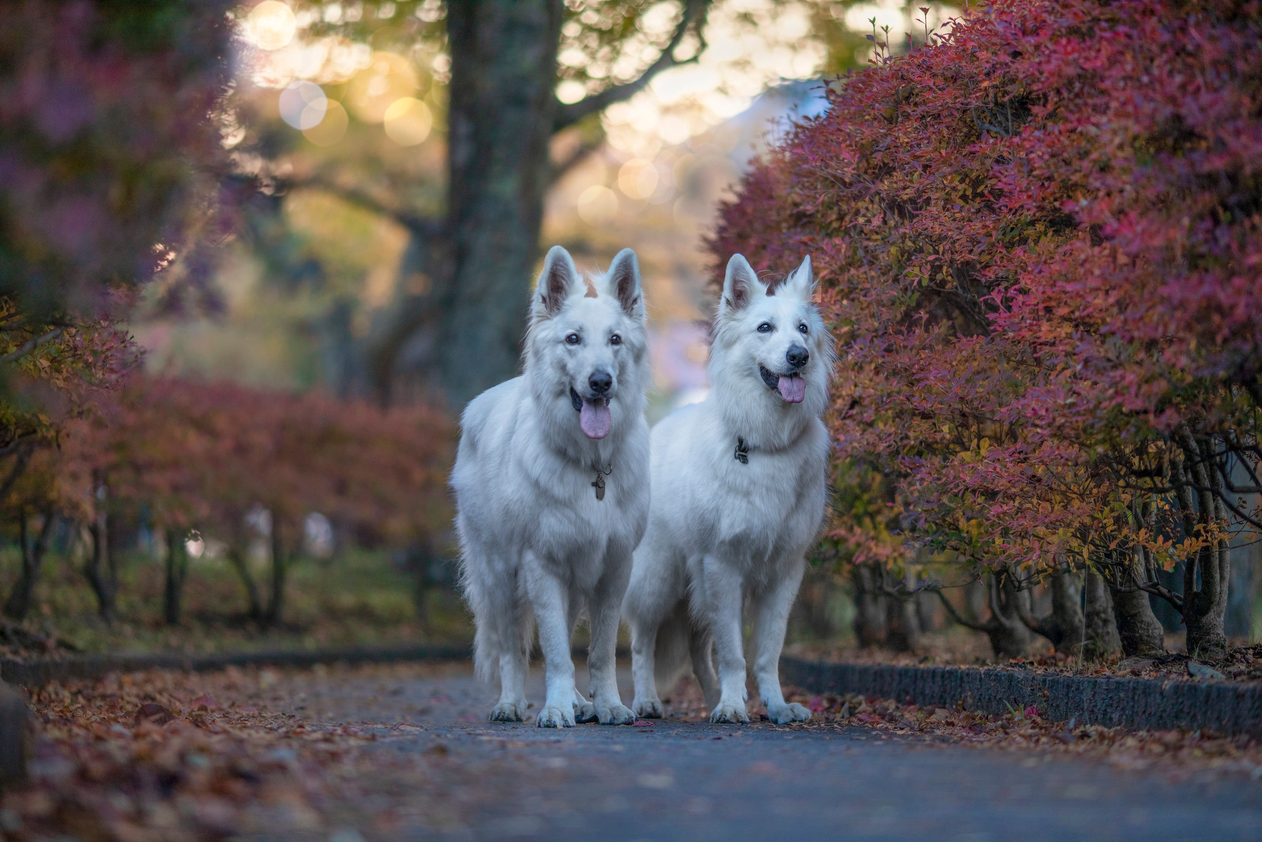 出張カメラマン　七五三　753 家族写真　家族　子供　記念写真　山梨県　東京　静岡　長野. Kids and Family Photographer in Japan　子供と家族の撮影　日本
