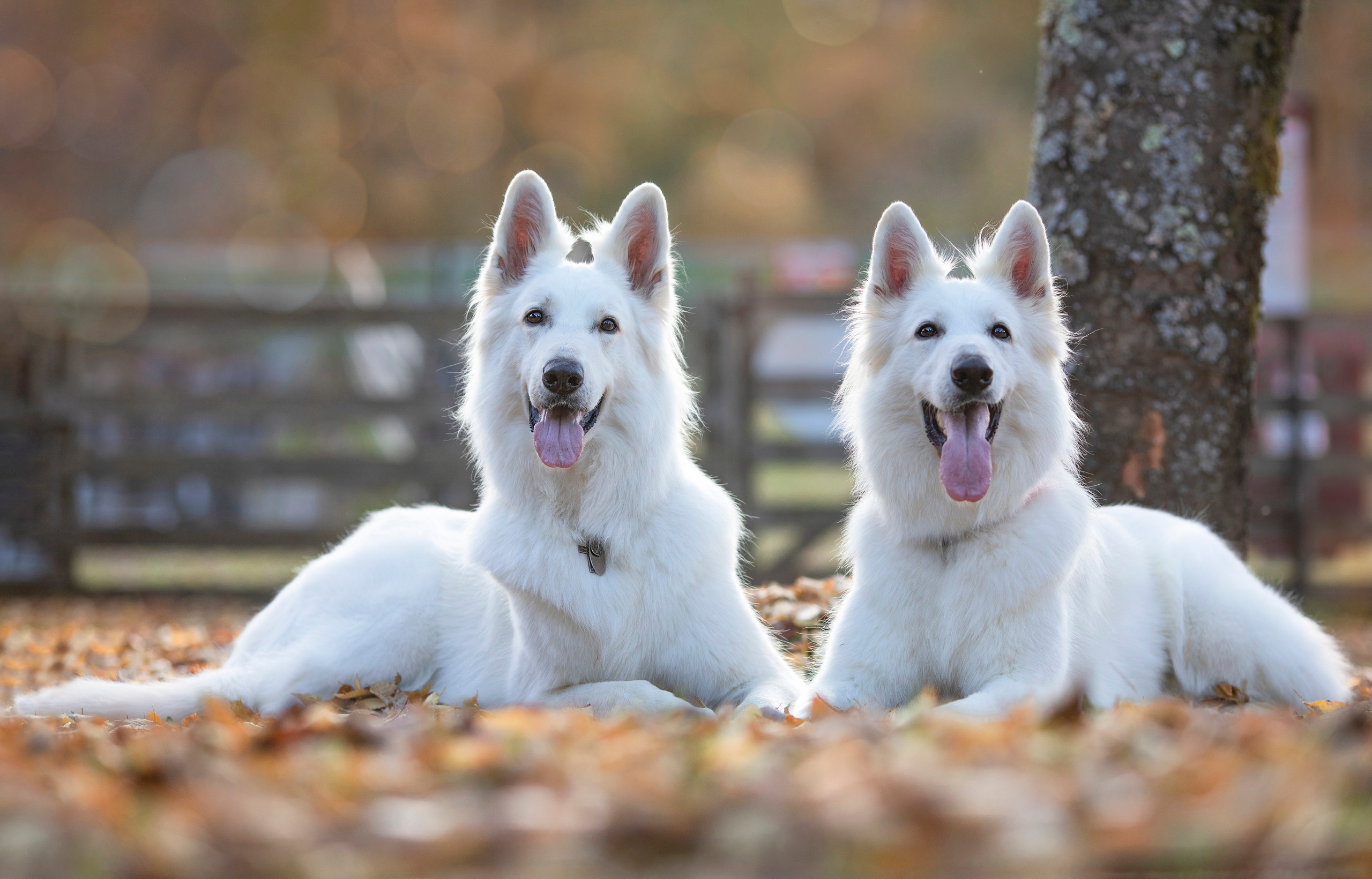 出張カメラマン　七五三　753 家族写真　家族　子供　記念写真　山梨県　東京　静岡　長野. Kids and Family Photographer in Japan　子供と家族の撮影　日本
