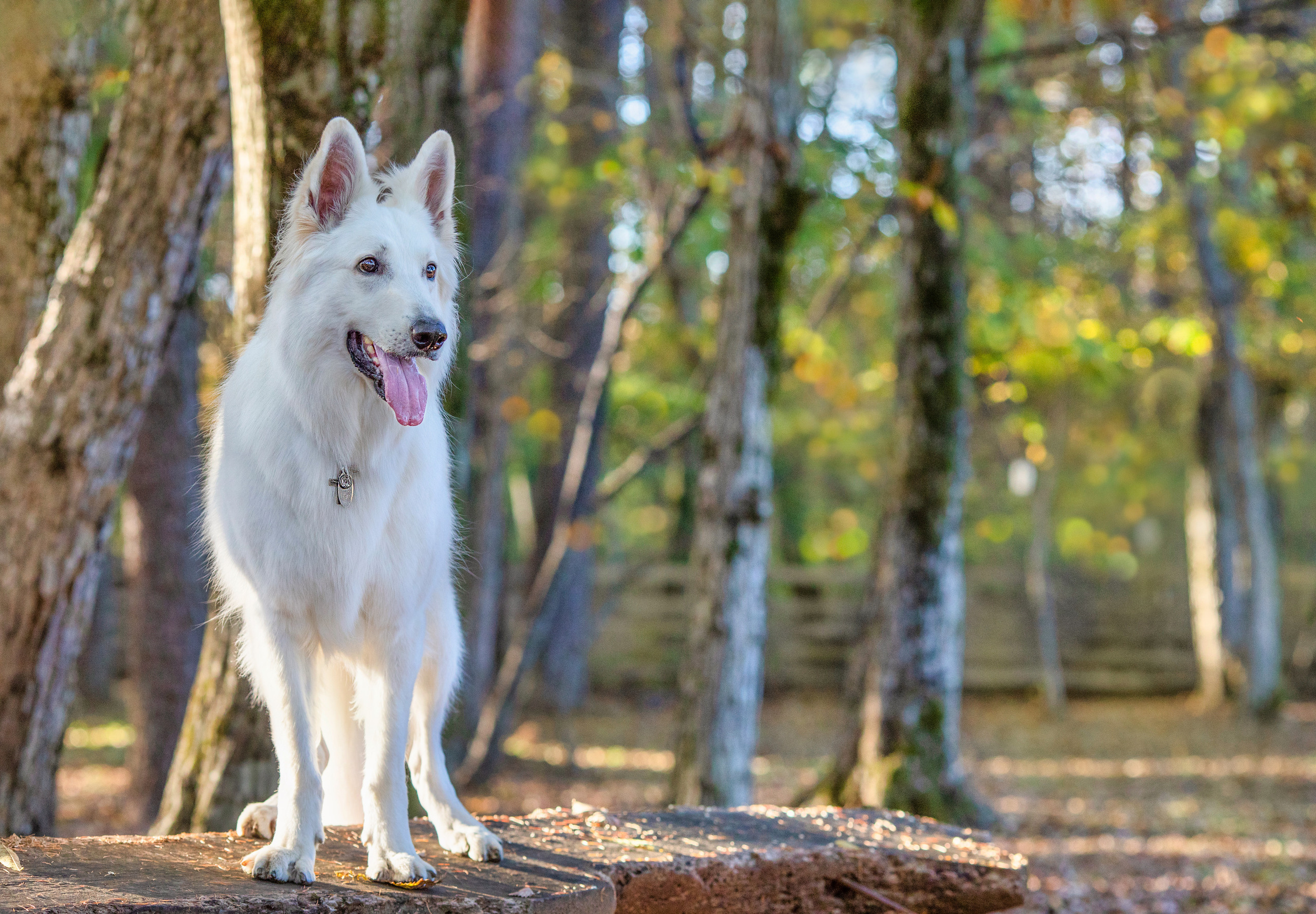 出張カメラマン　七五三　753 家族写真　家族　子供　記念写真　山梨県　東京　静岡　長野. Kids and Family Photographer in Japan　子供と家族の撮影　日本