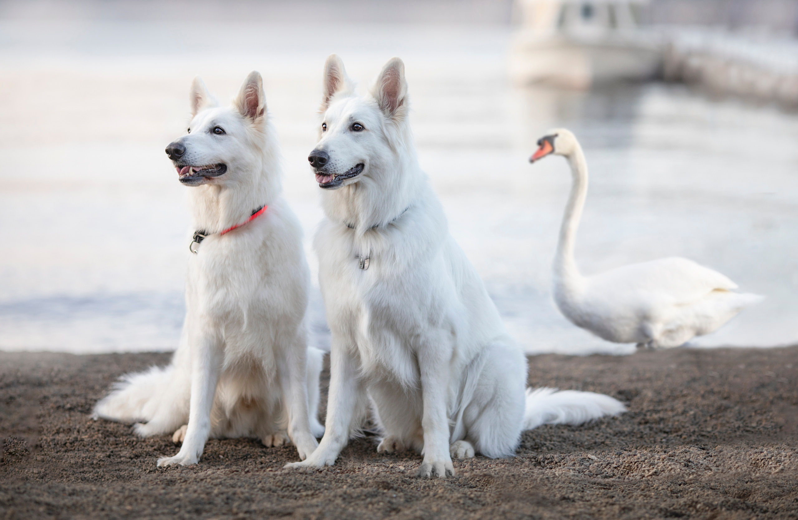 出張カメラマン　七五三　753 家族写真　家族　子供　記念写真　山梨県　東京　静岡　長野. Kids and Family Photographer in Japan　子供と家族の撮影　日本