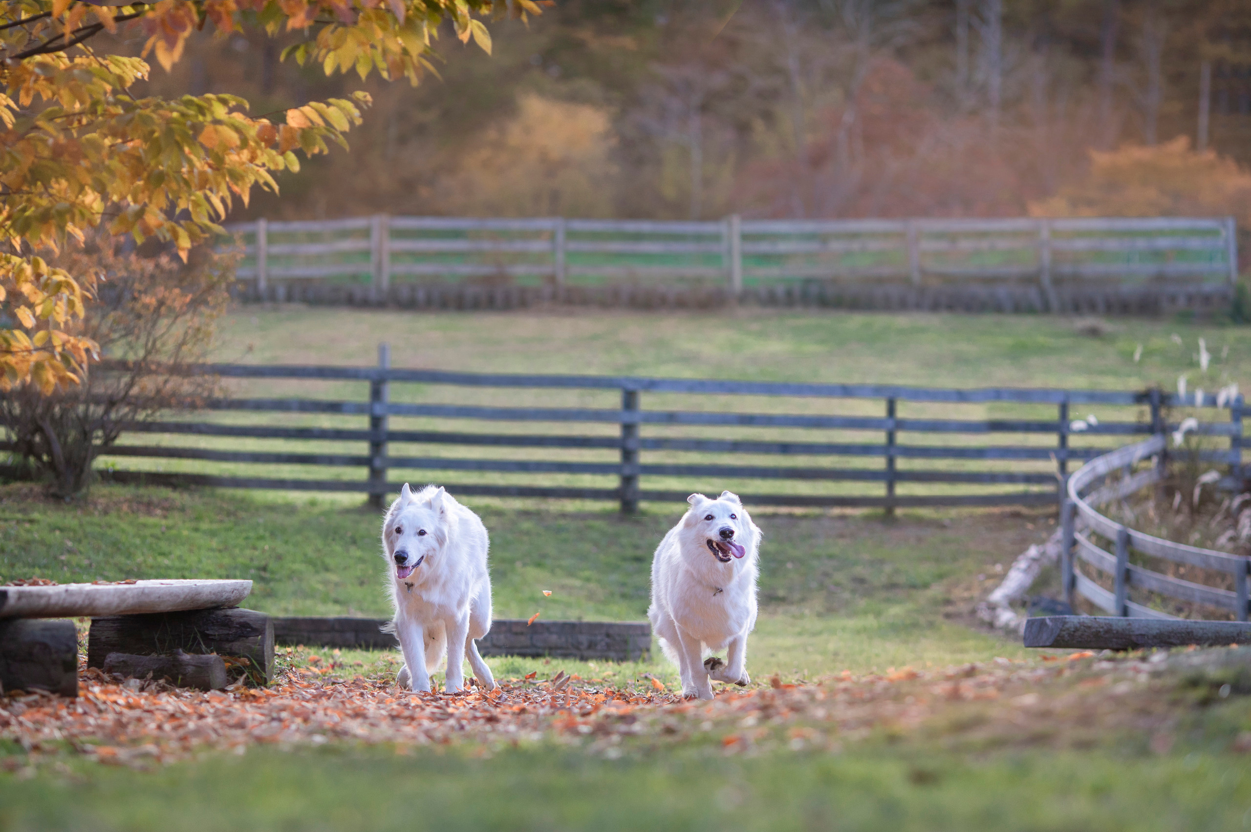 出張カメラマン　七五三　753 家族写真　家族　子供　記念写真　山梨県　東京　静岡　長野. Kids and Family Photographer in Japan　子供と家族の撮影　日本