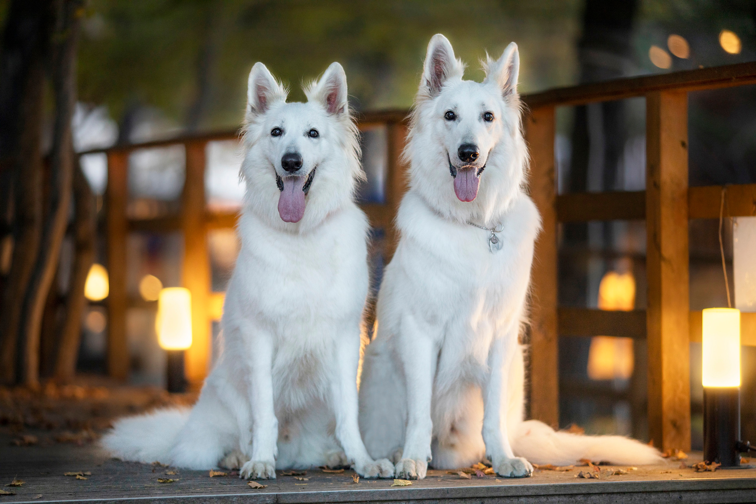 出張カメラマン　七五三　753 家族写真　家族　子供　記念写真　山梨県　東京　静岡　長野. Kids and Family Photographer in Japan　子供と家族の撮影　日本