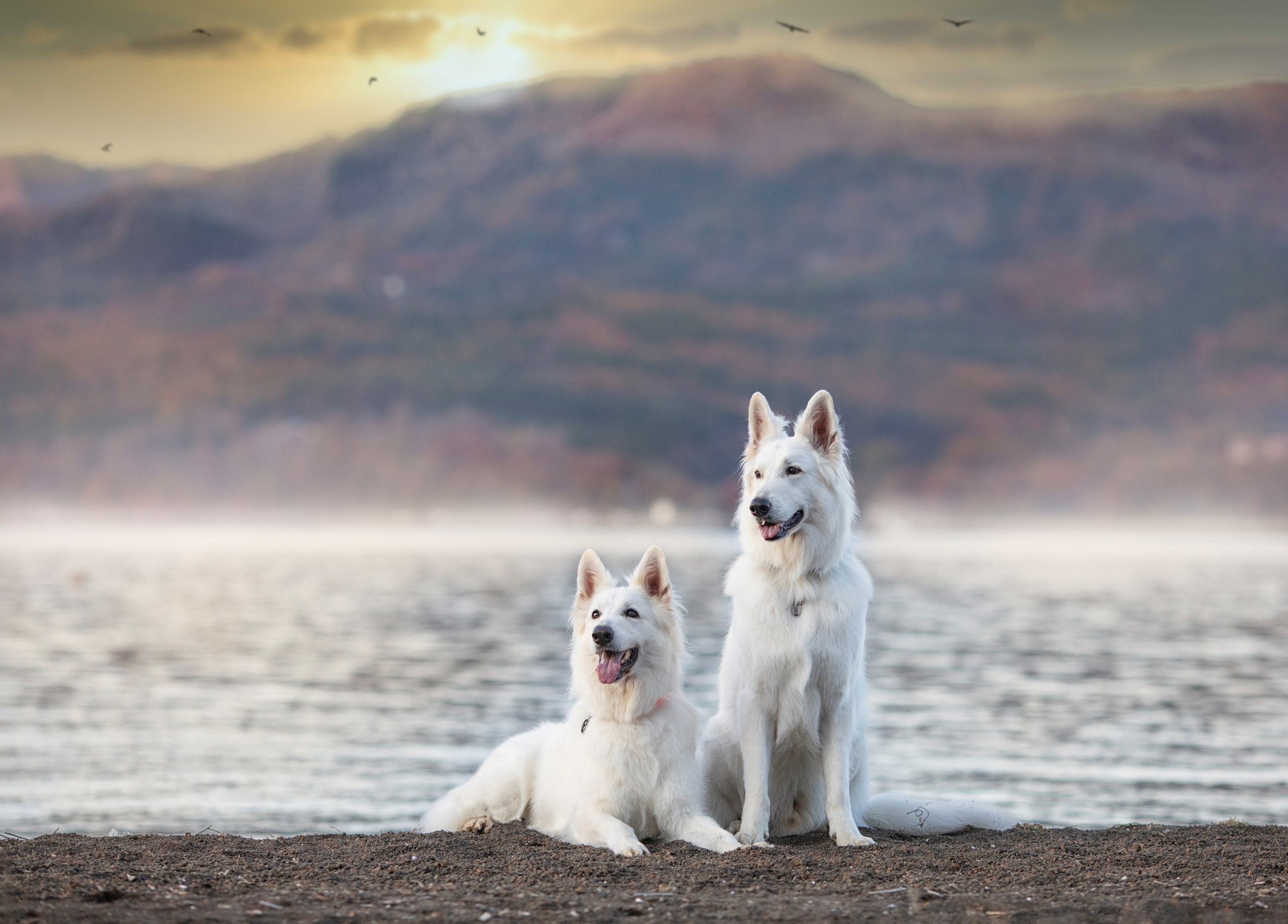 出張カメラマン　七五三　753 家族写真　家族　子供　記念写真　山梨県　東京　静岡　長野. Kids and Family Photographer in Japan　子供と家族の撮影　日本