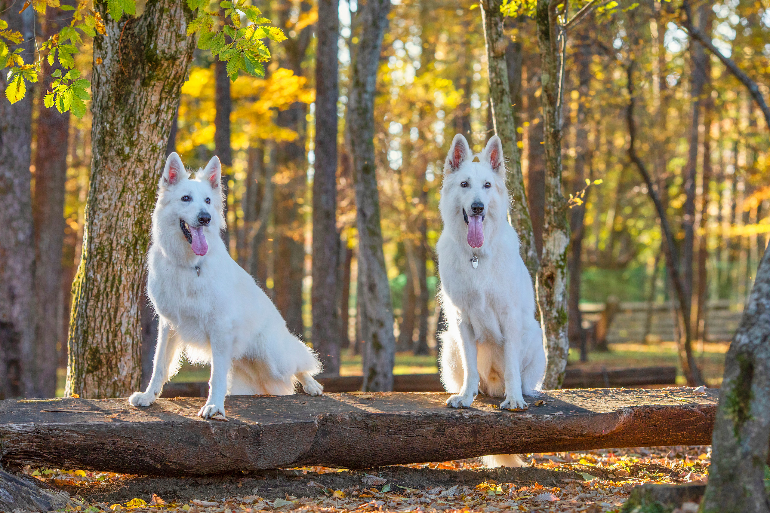 出張カメラマン　七五三　753 家族写真　家族　子供　記念写真　山梨県　東京　静岡　長野. Kids and Family Photographer in Japan　子供と家族の撮影　日本