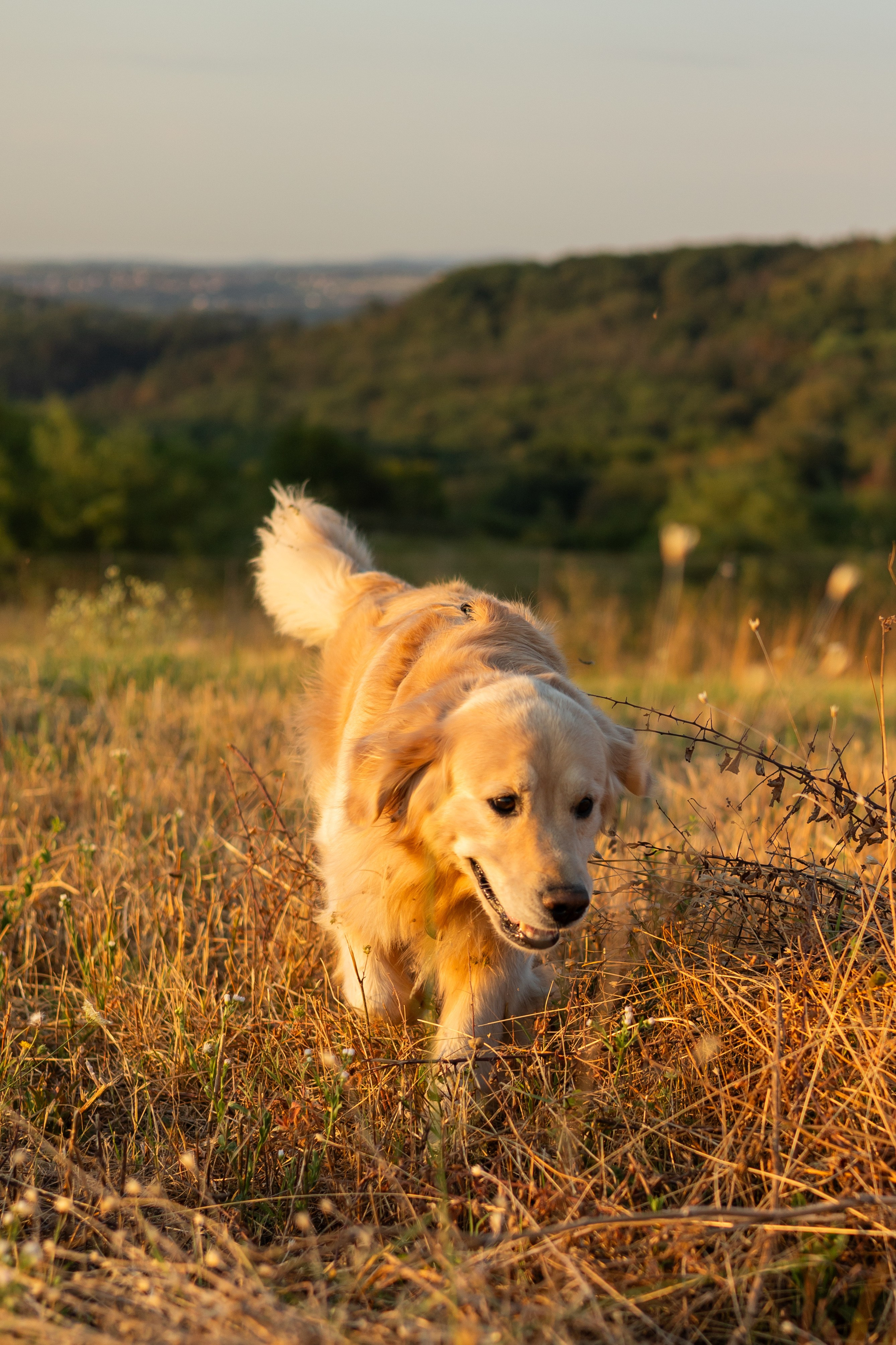 Антон и Плюша. Фотограф-анималист | Белград