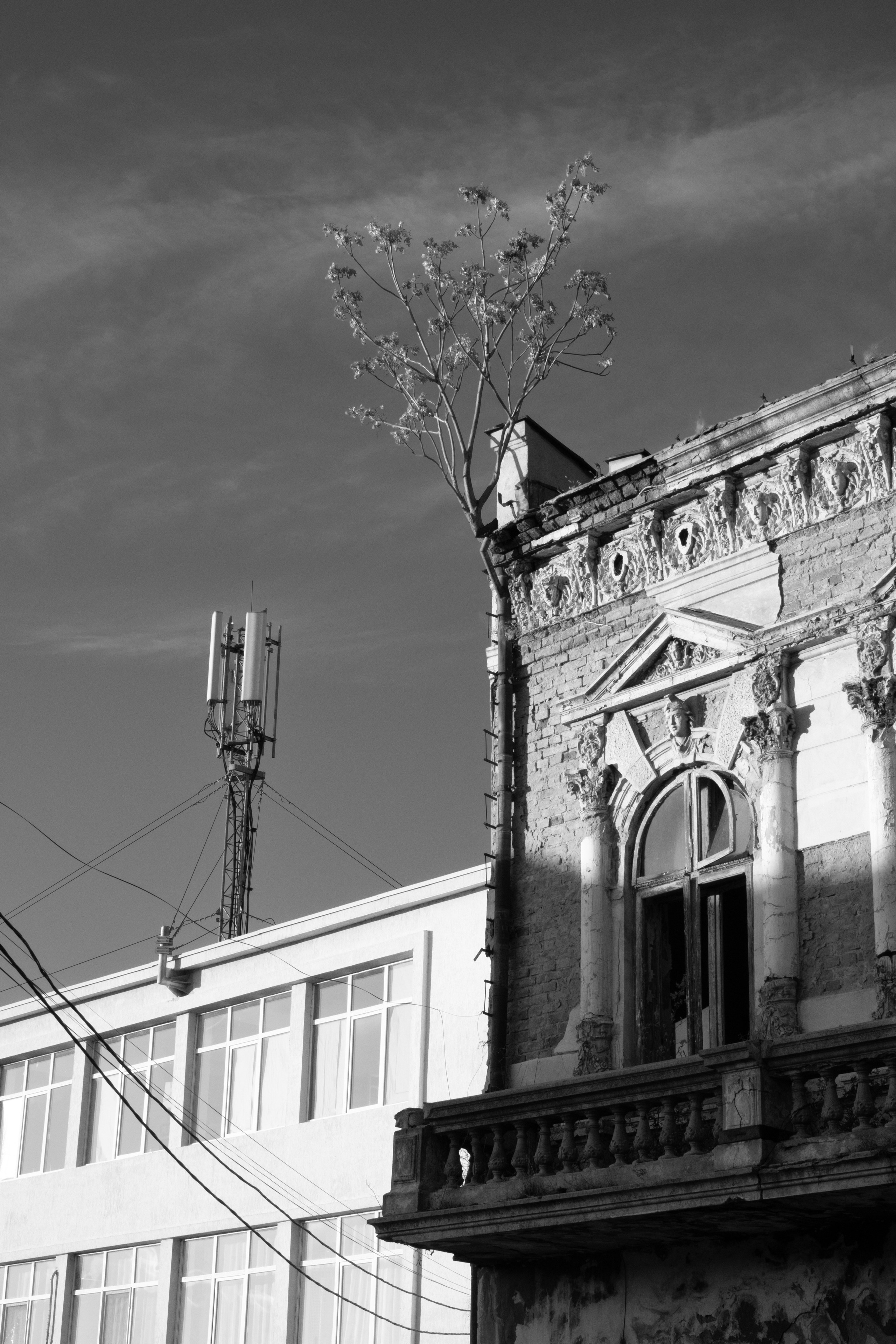 Modern nature. Geany Cazan