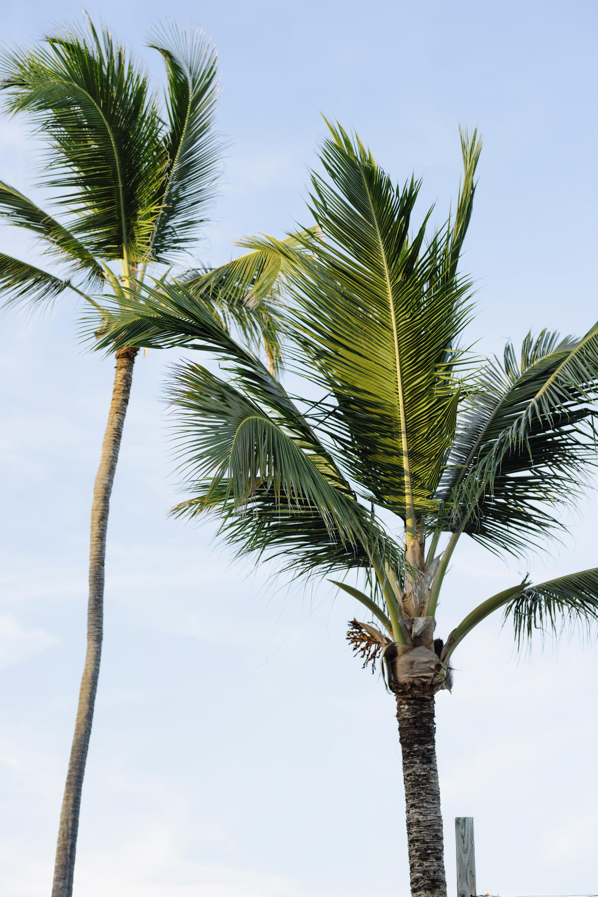 Kristina and Brandon. Kukua