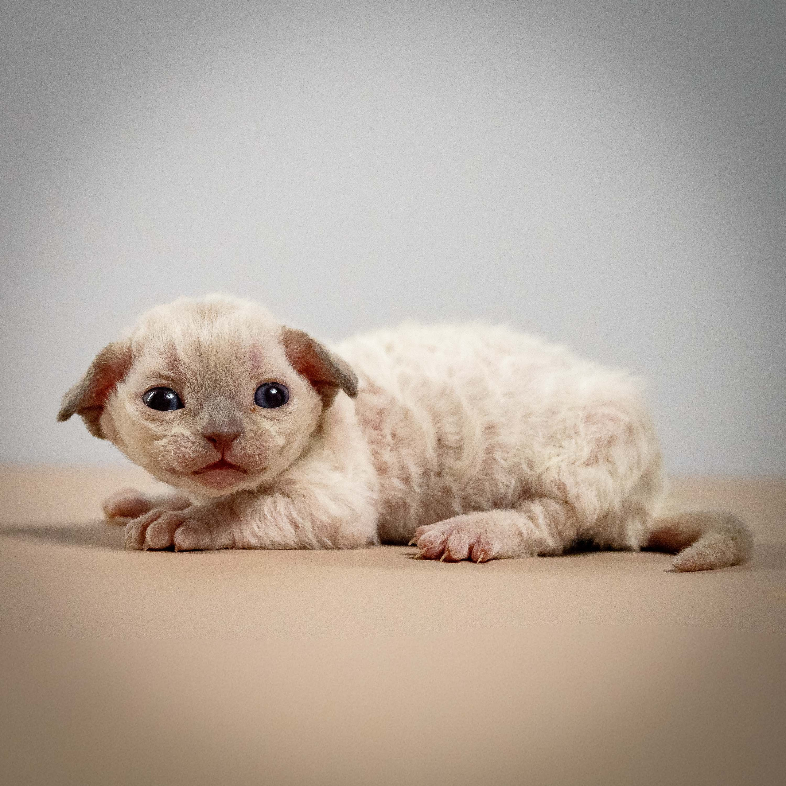 Mila, girl, born 01.15.26. Devon Rex Pixie Cattery