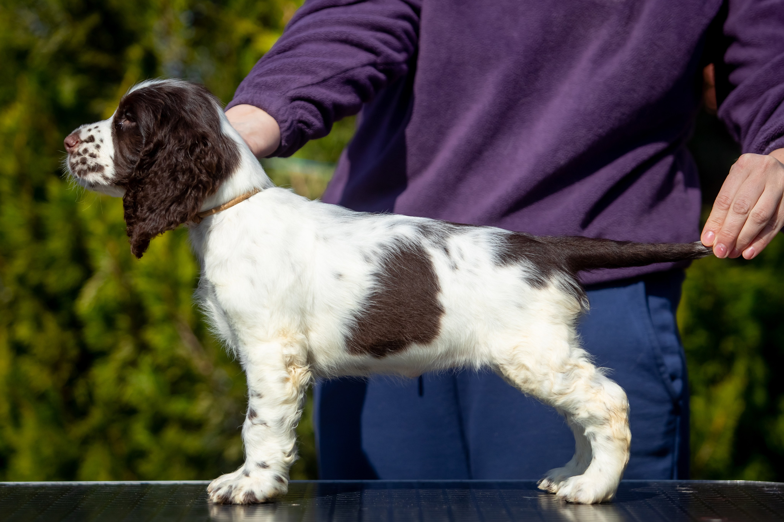 Female — Grey collar 🩶. Website of the titled stud dog of the Springer Spaniel breed
