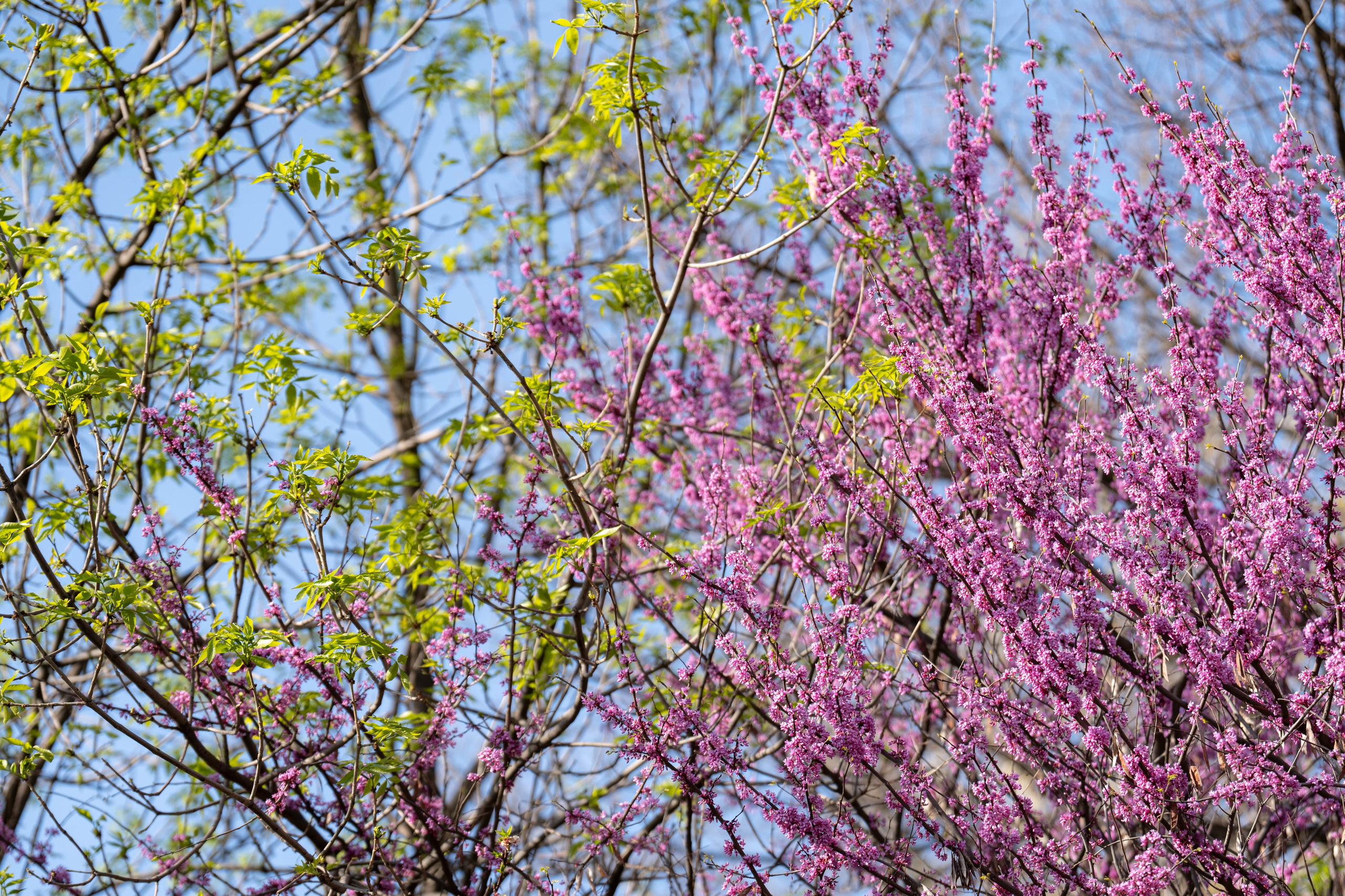 Весенний вайб Ташкента. Георгий Намазов | Фотограф в Ташкенте