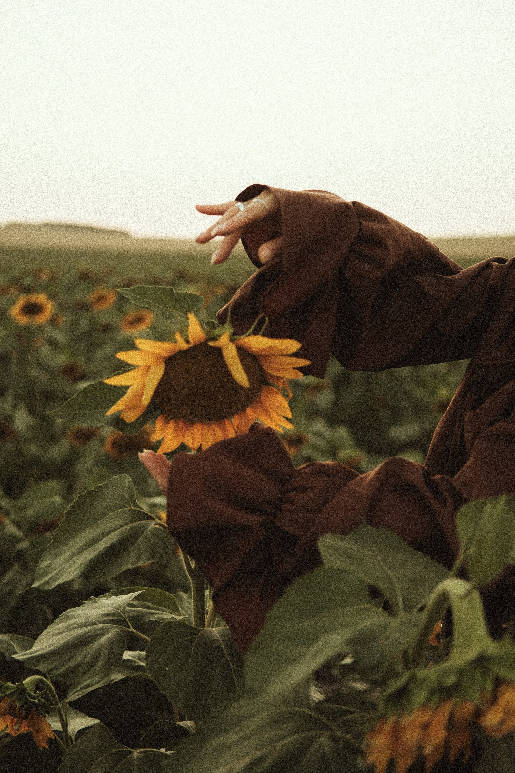 In sunflowers | Meri. Главная