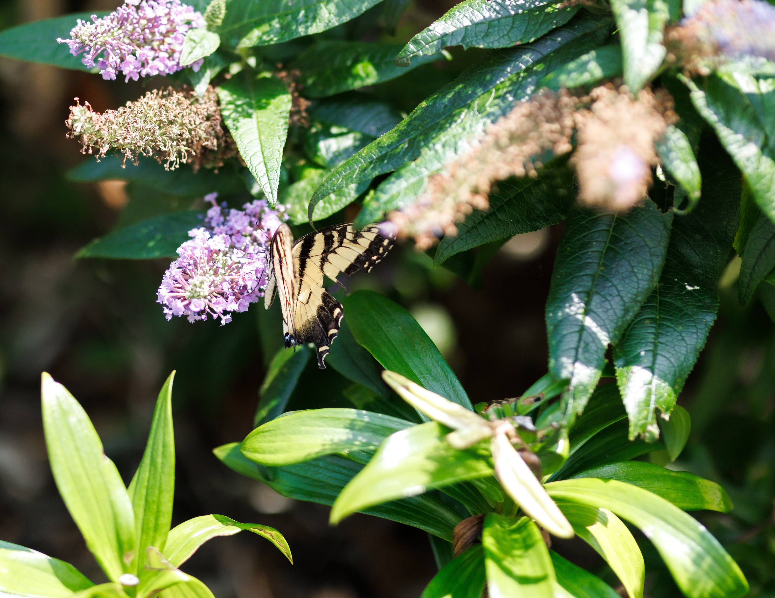 Agata & Eddie. Wedding Photo & Video