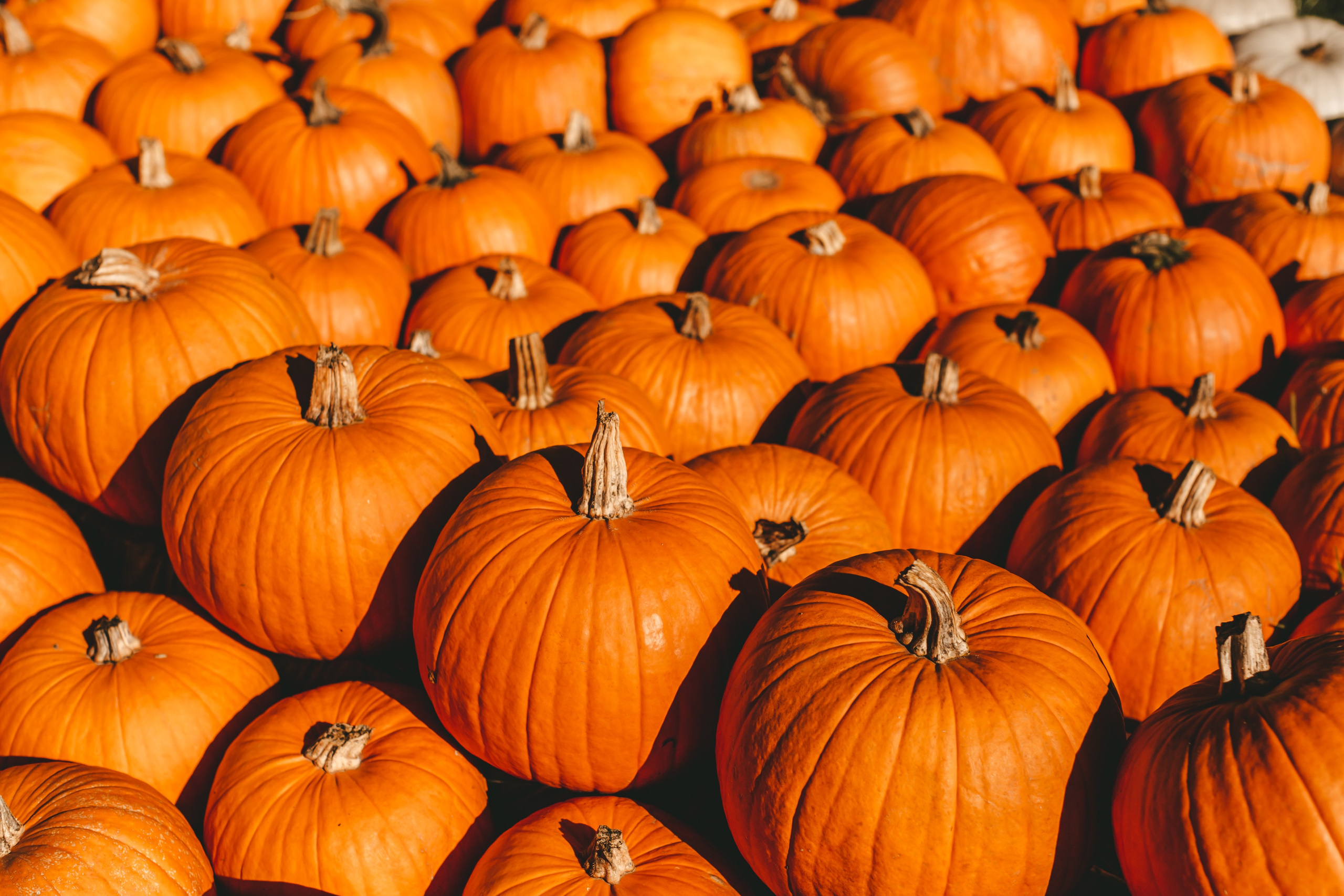 Фестиваль тыкв в Людвигсбурге. Фотограф в Германии — Мария Чистякова