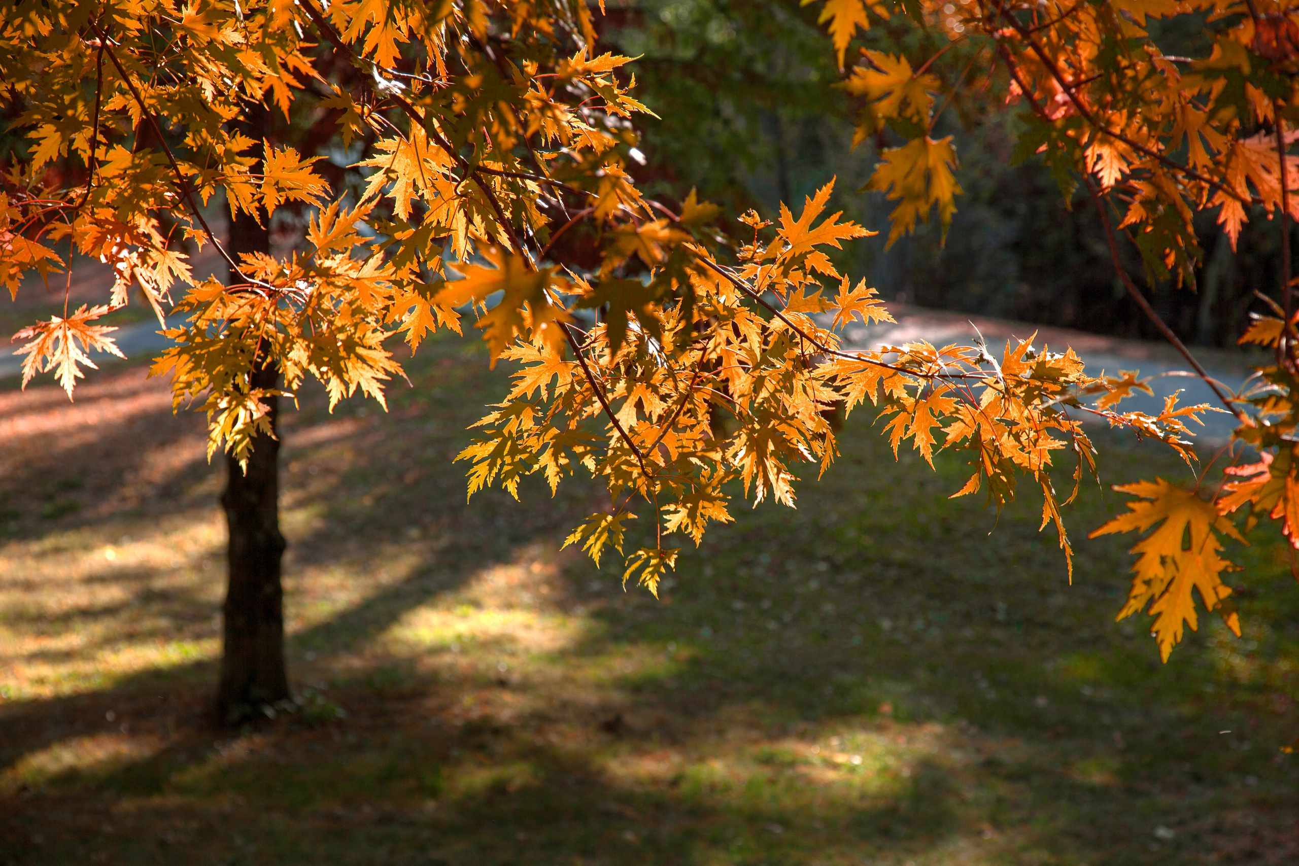 Доступ закрыт. Eugénie Smirnova — photographe à Toulouse et dans le sud-ouest de la France