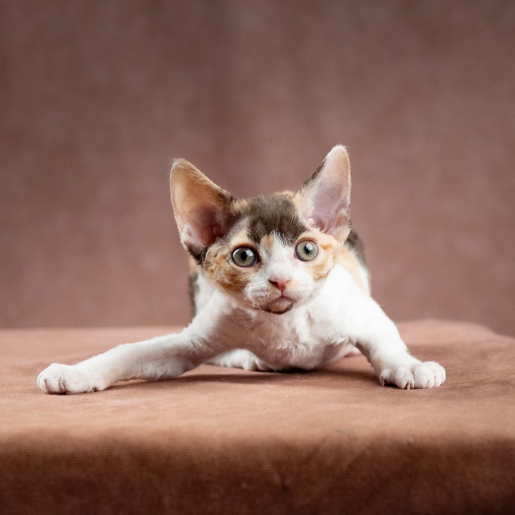 Dixie, girl, born on 06.06.24 SOLD. Devon Rex Pixie Cattery
