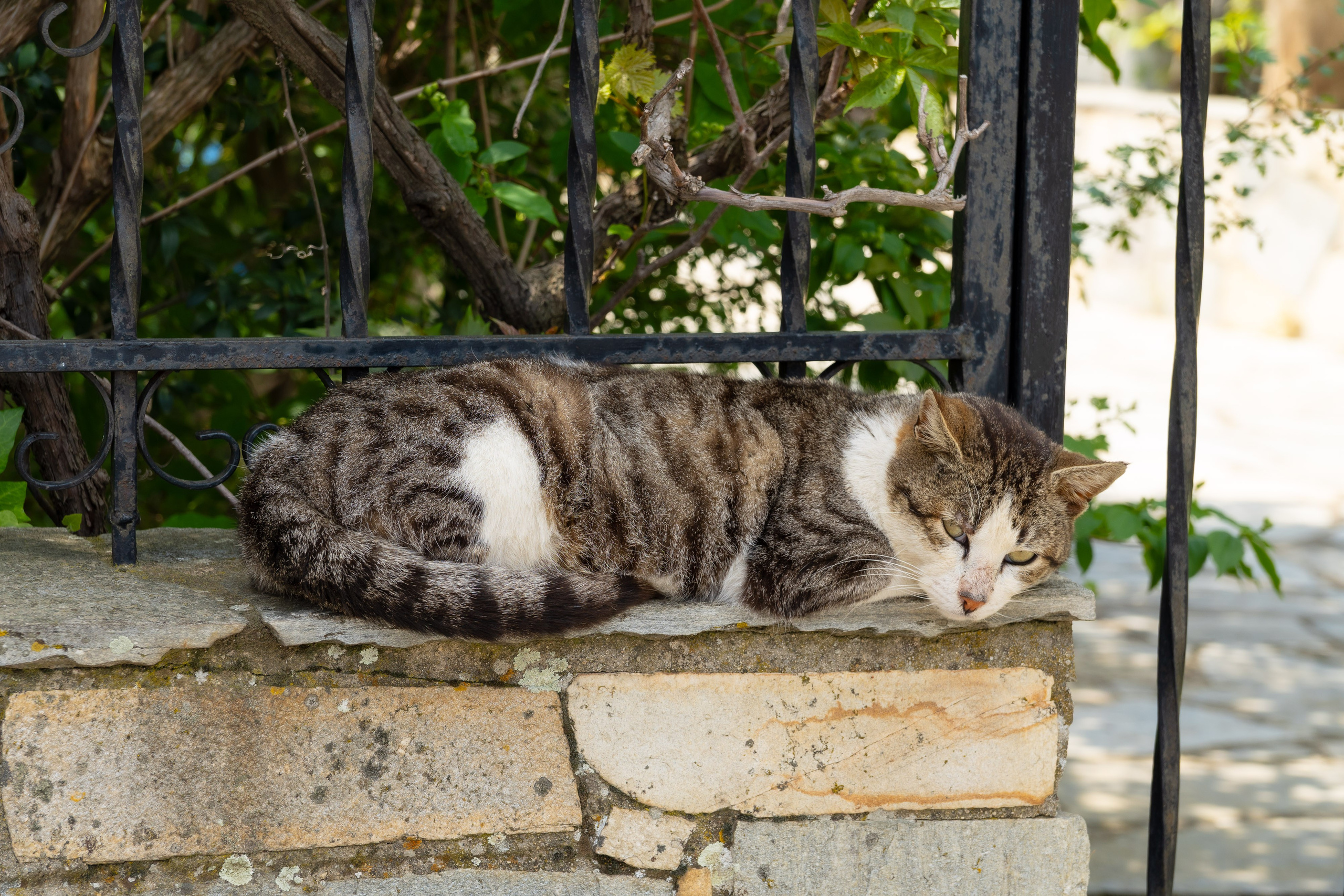 Thasos 2025. Fotografiideplacere.net
