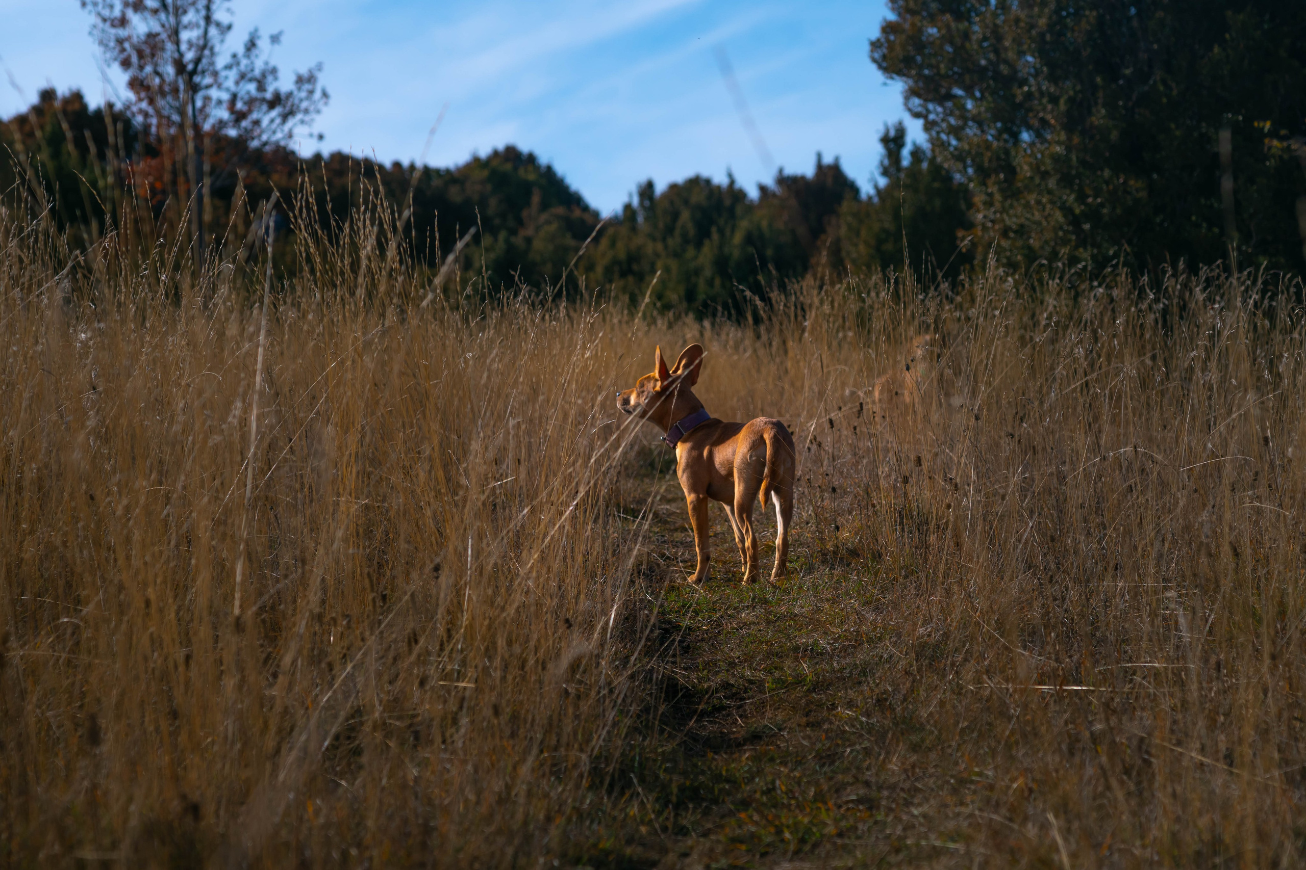 Ruta Otoño. Alba del Norte Studio