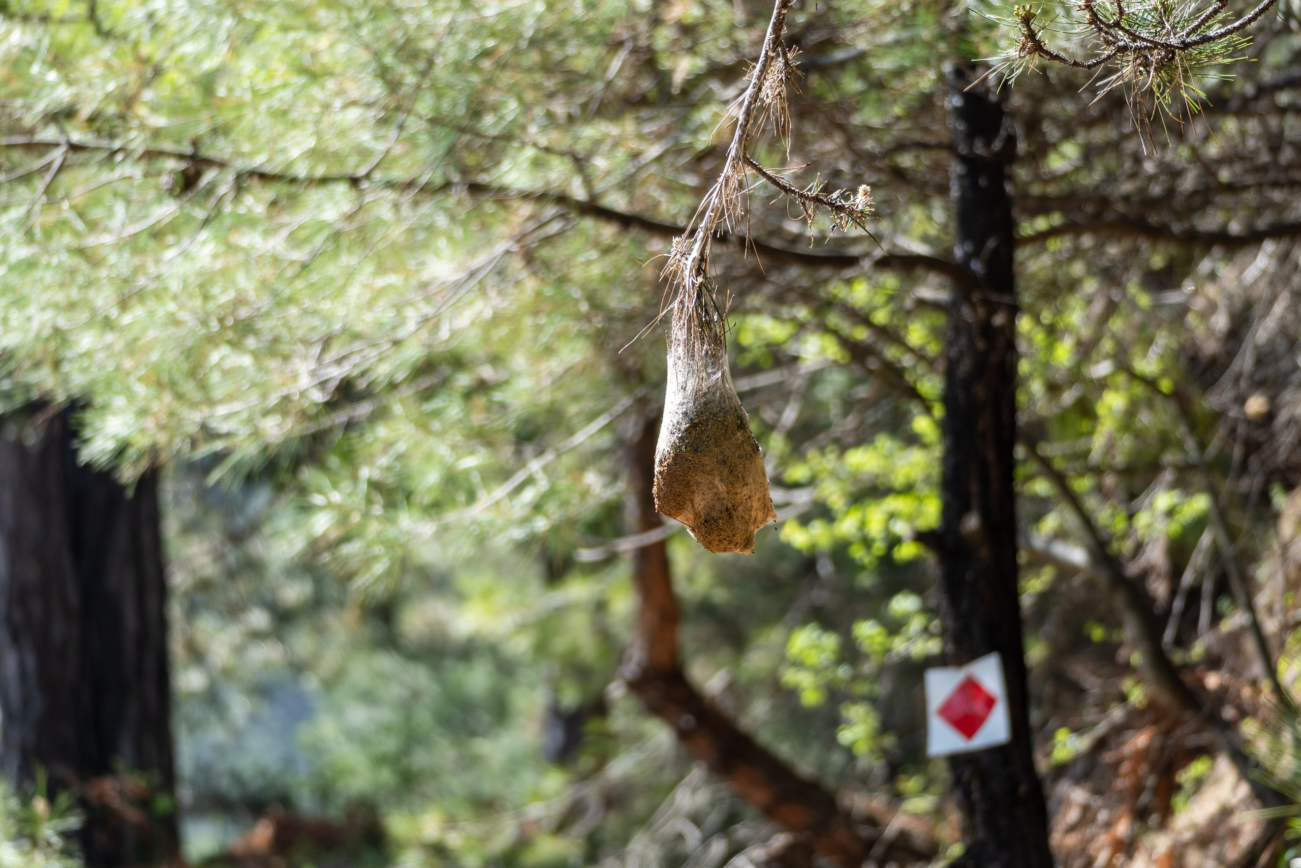 Thasos 2025. Fotografiideplacere.net