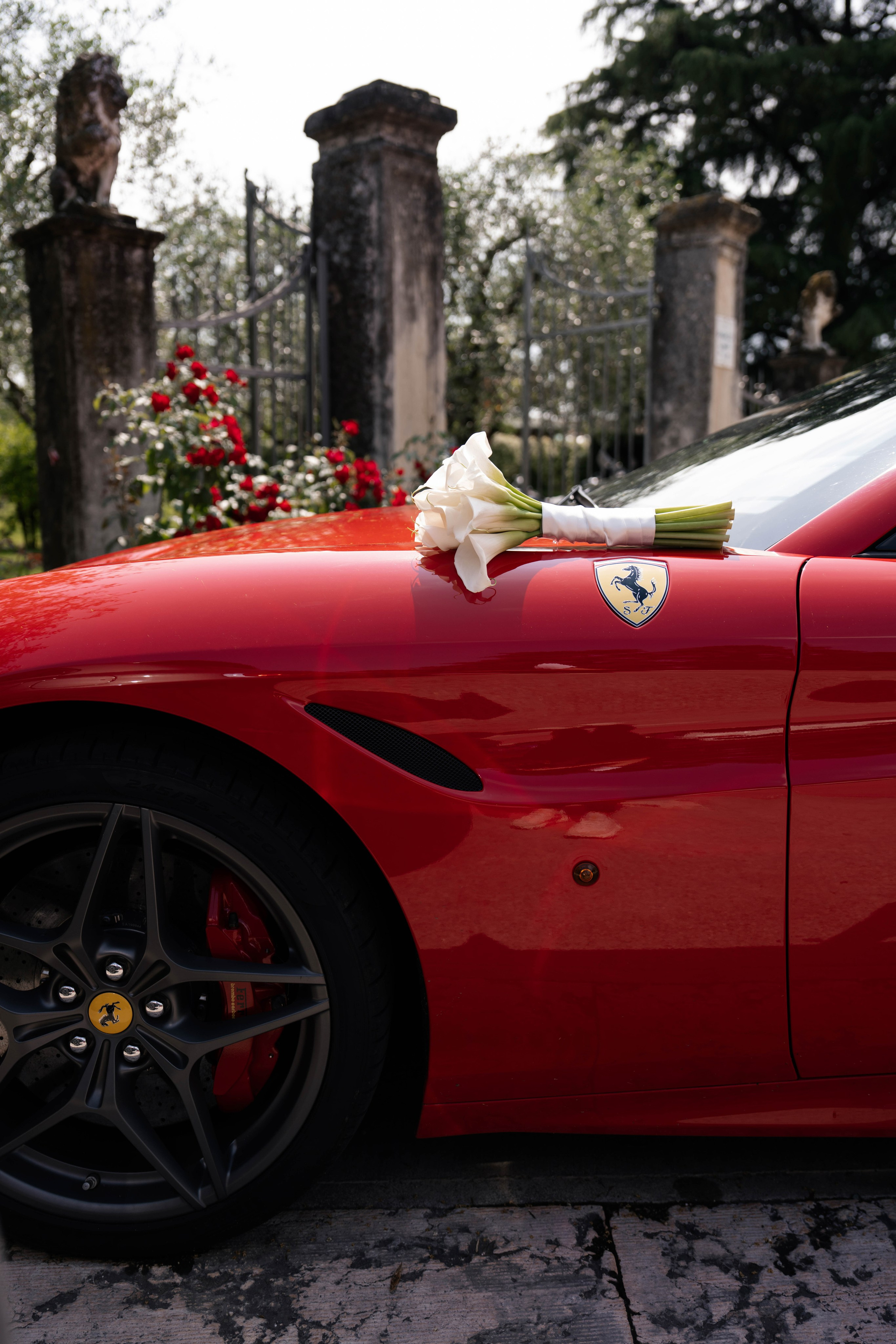 Cosmin & Georgiana. Studio Timis